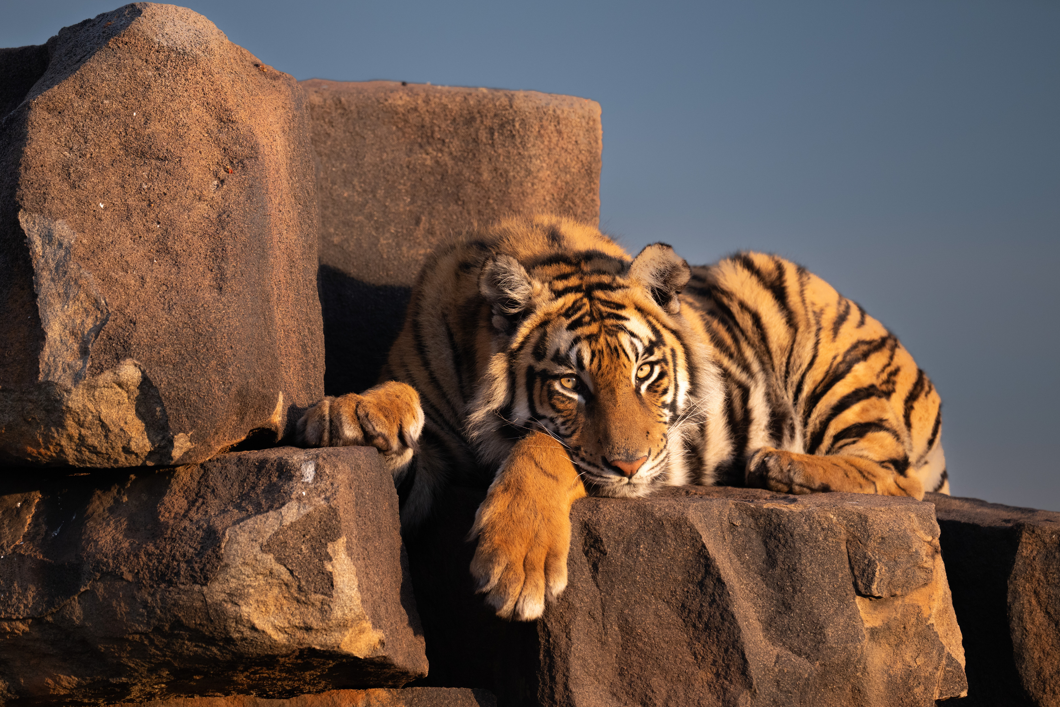 бенгальский тигр, Африка, ЮАР, Сулоев Алексей