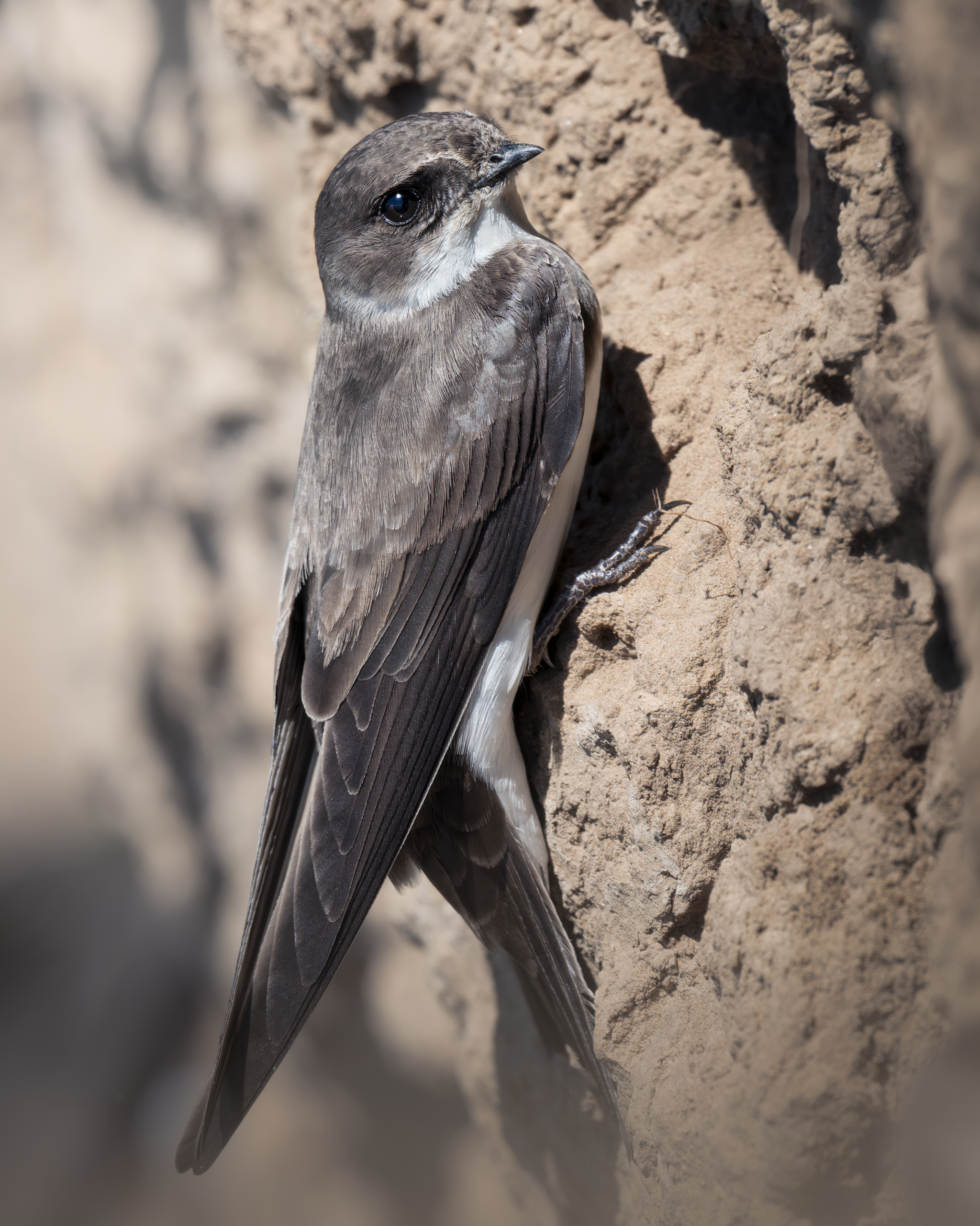 , Поляков Михаил