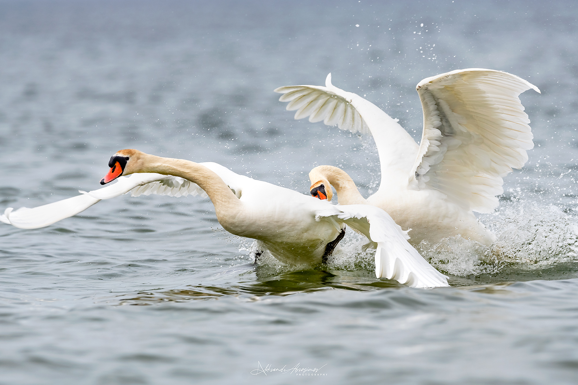 , Абросимов Александр
