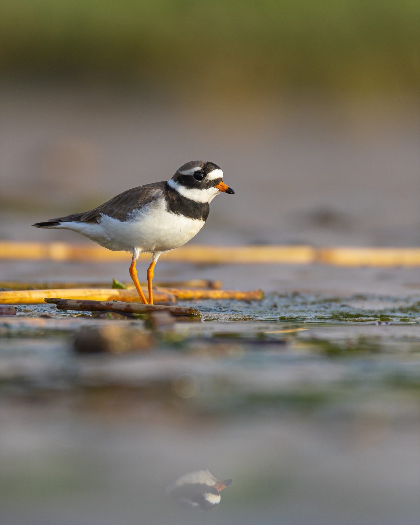 галстучник, кулик, птицы, Руслан Pl