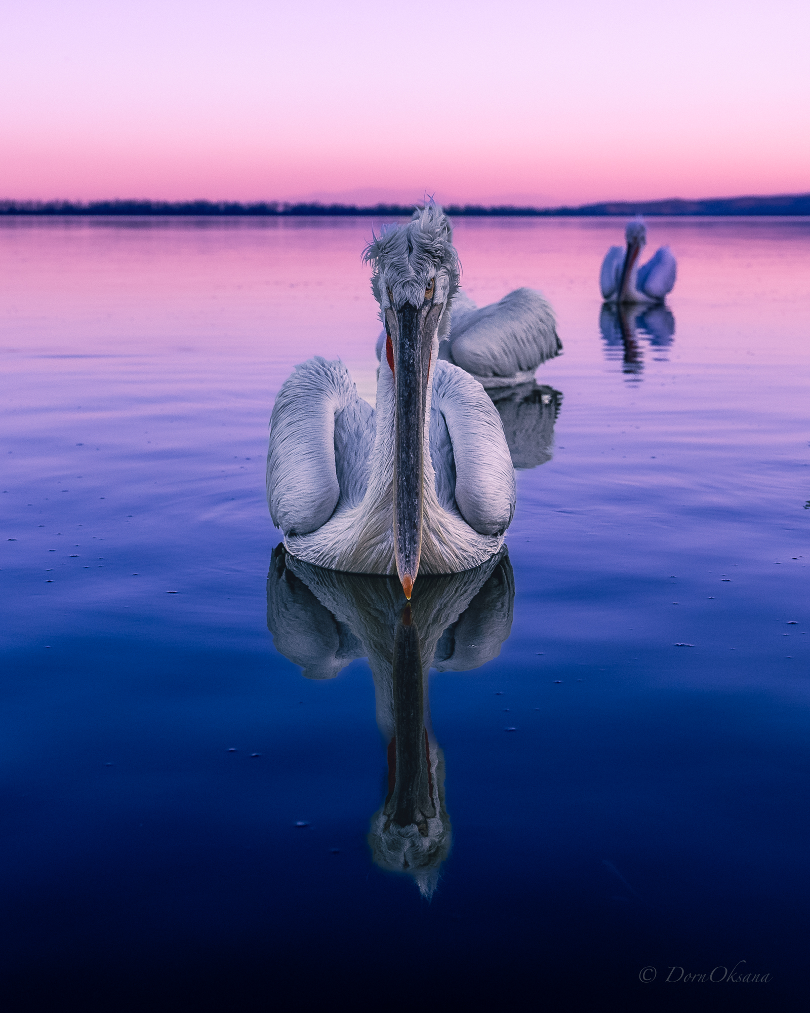Dalmatian Pelican Кудрявый пеликан Birds Птицы Рассвет Озеро Природа Dawn Lake Nature, Оксана Дорн