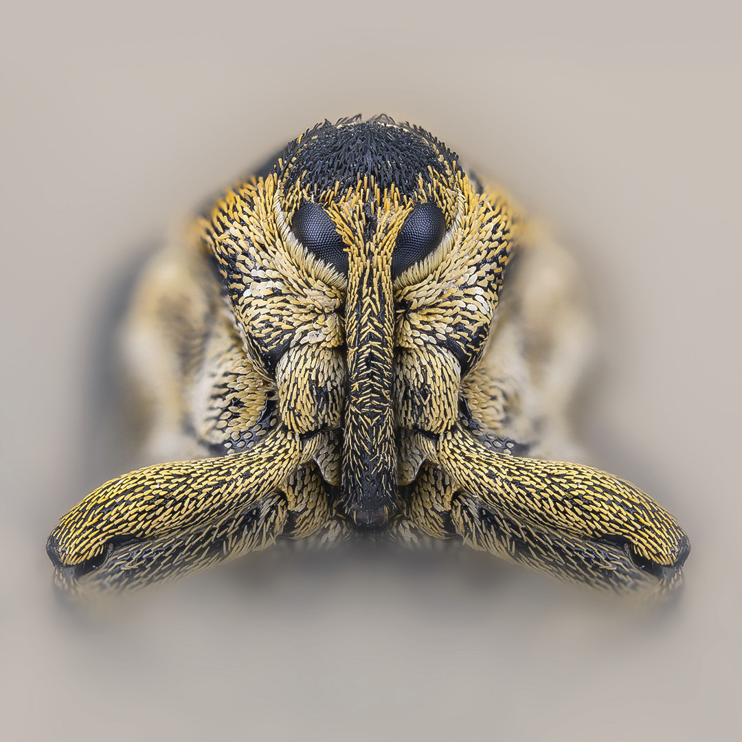 coleoptera, curculionidae, ceutorhynchus pallidactylus, Kavaliauskas Eugenijus