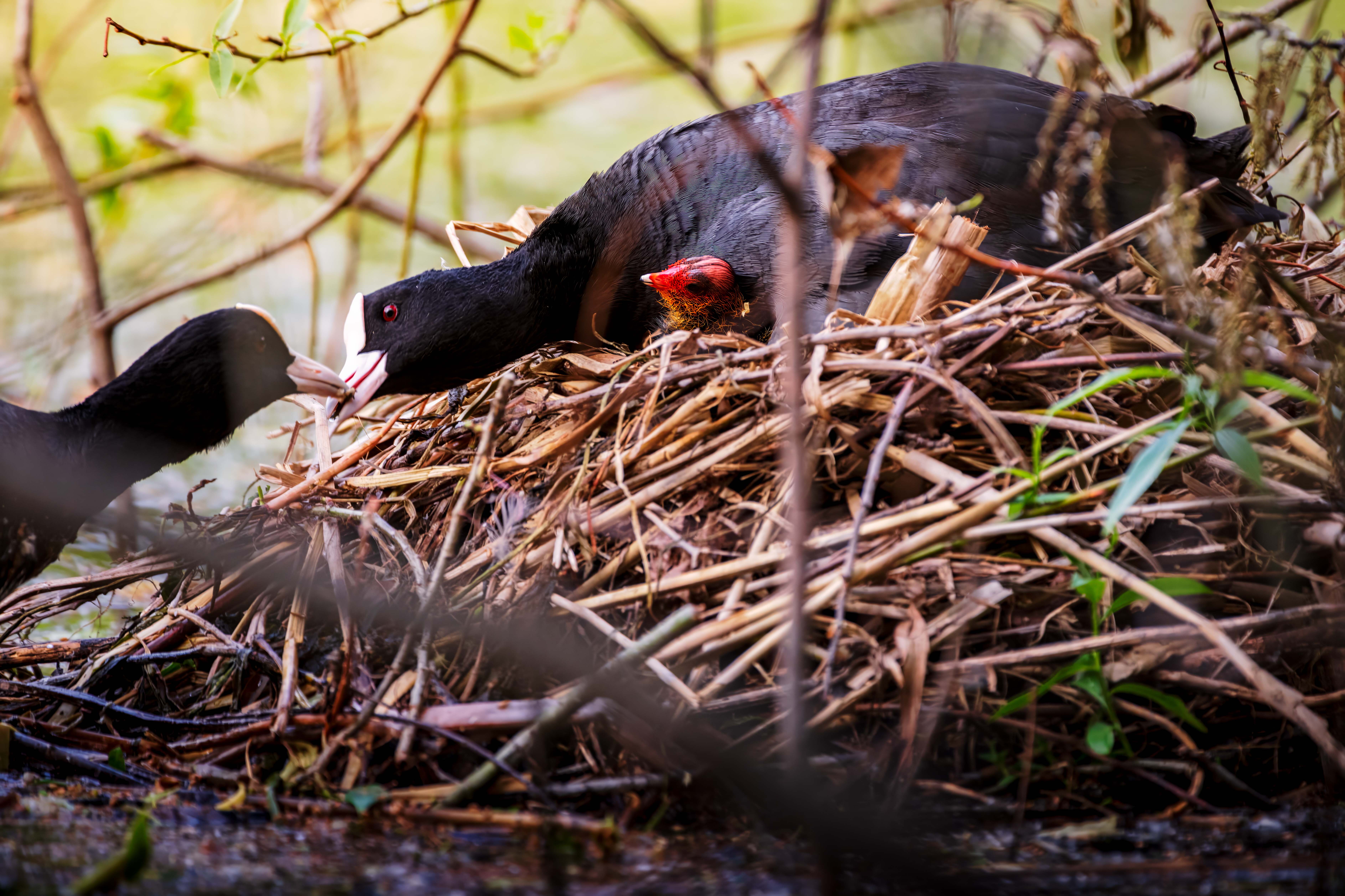 , Павел Ныриков