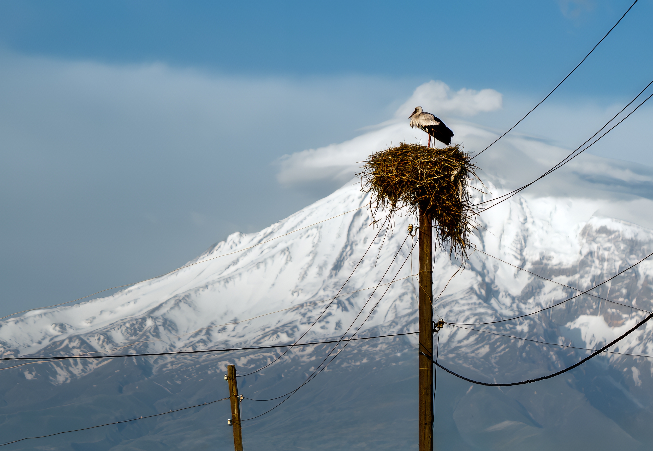 аист арарат армения, Игорь Юркин