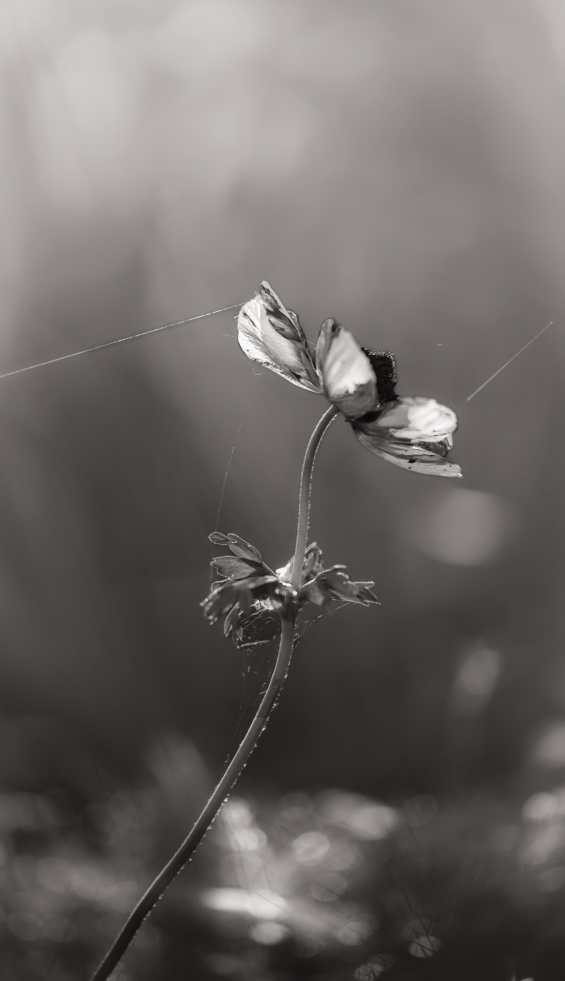 , Неля Рачкова