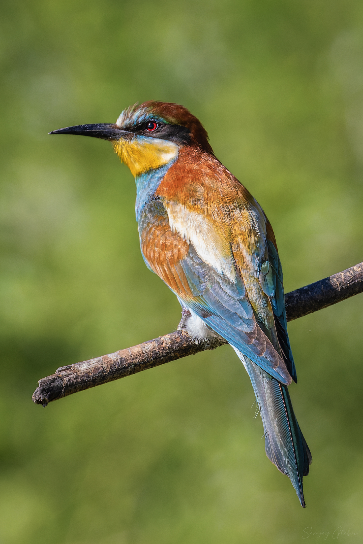 щурка, птицы, пернатые, Глебов Сергей