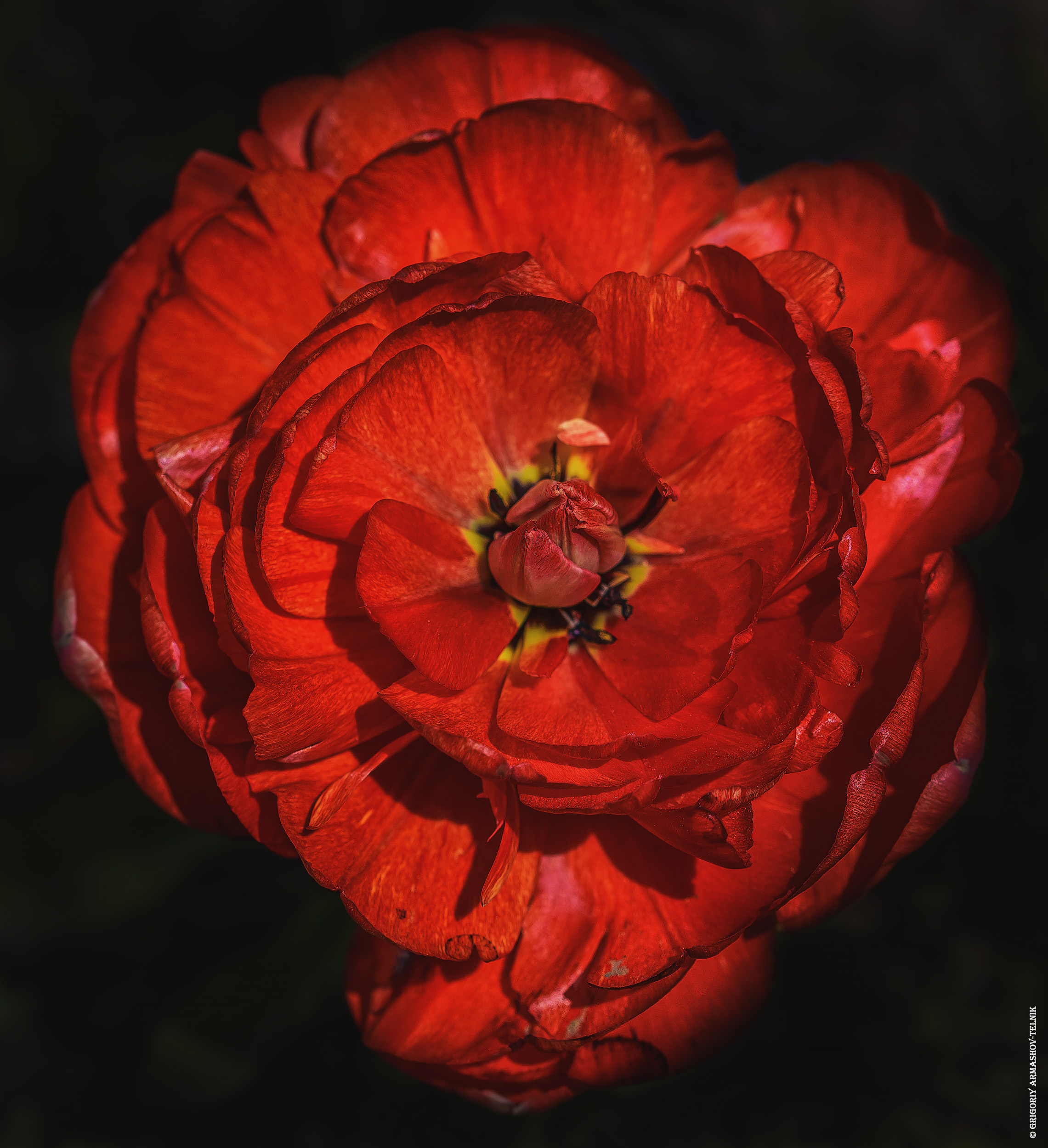 Цветы, макро, мак, красный, весна, цветение, Армашов-Тельник Григорий