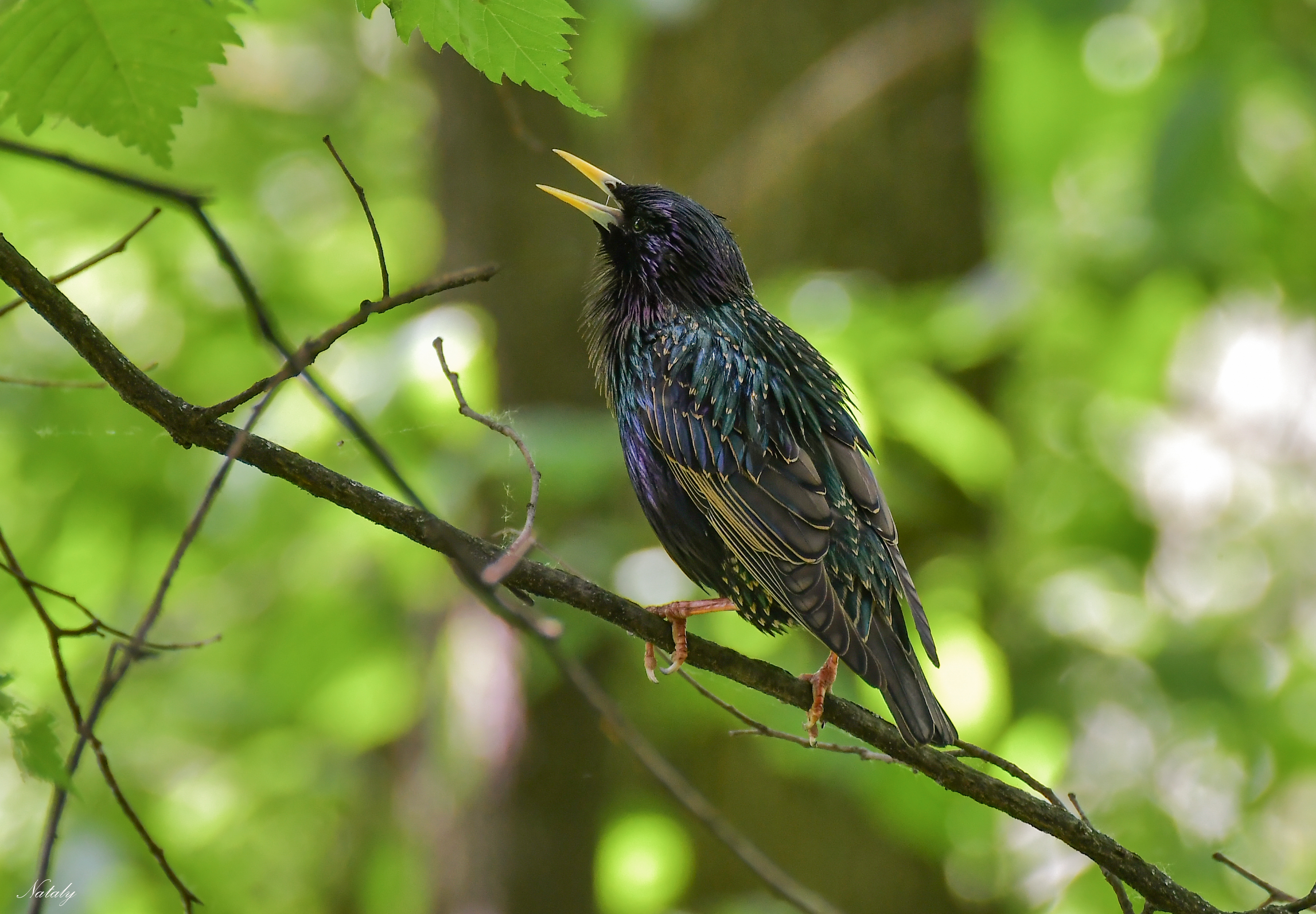 , Наталья Екимова