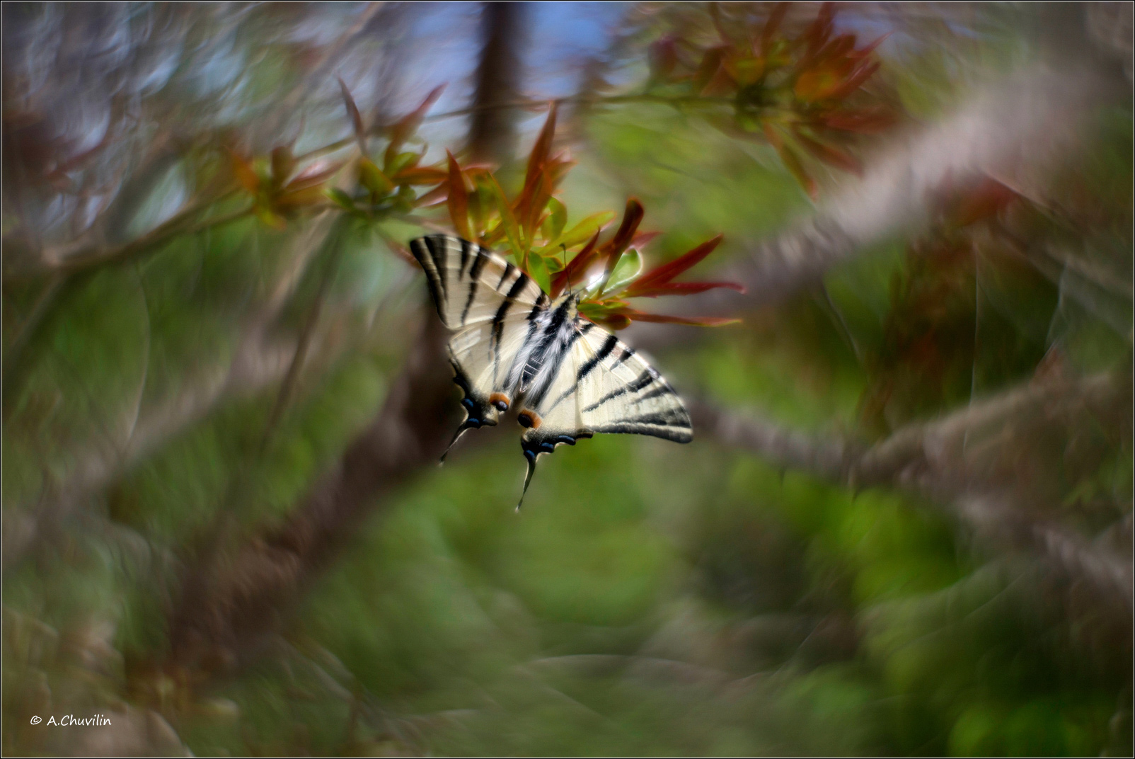май,бабочка,подалирий,ветки,гранат, Александр Чувилин