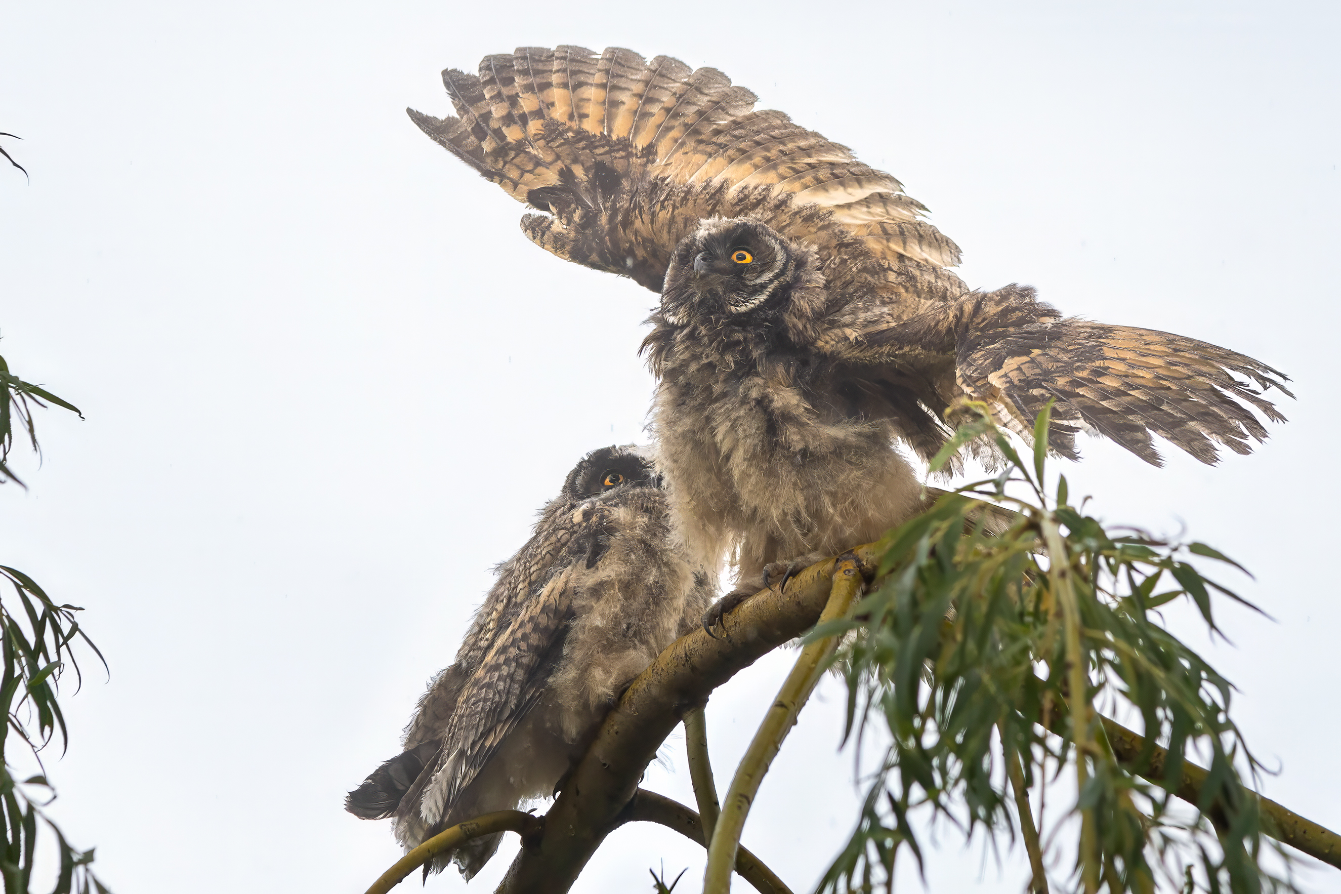 животные, птицы, совы, ушастая сова, природа,  дикая природа, nature, wildlife , Пронин Денис