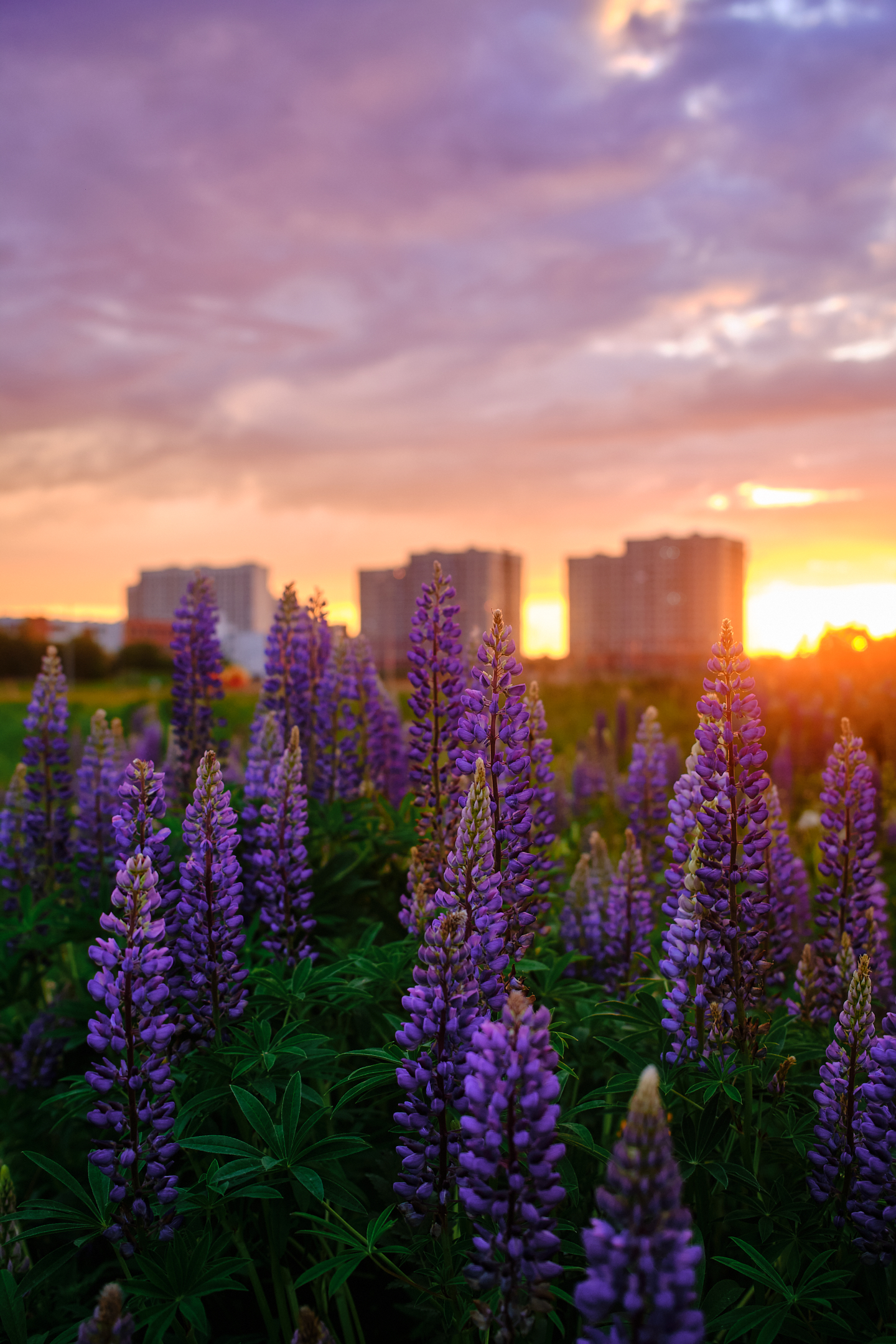 , Дыбов Дмитрий