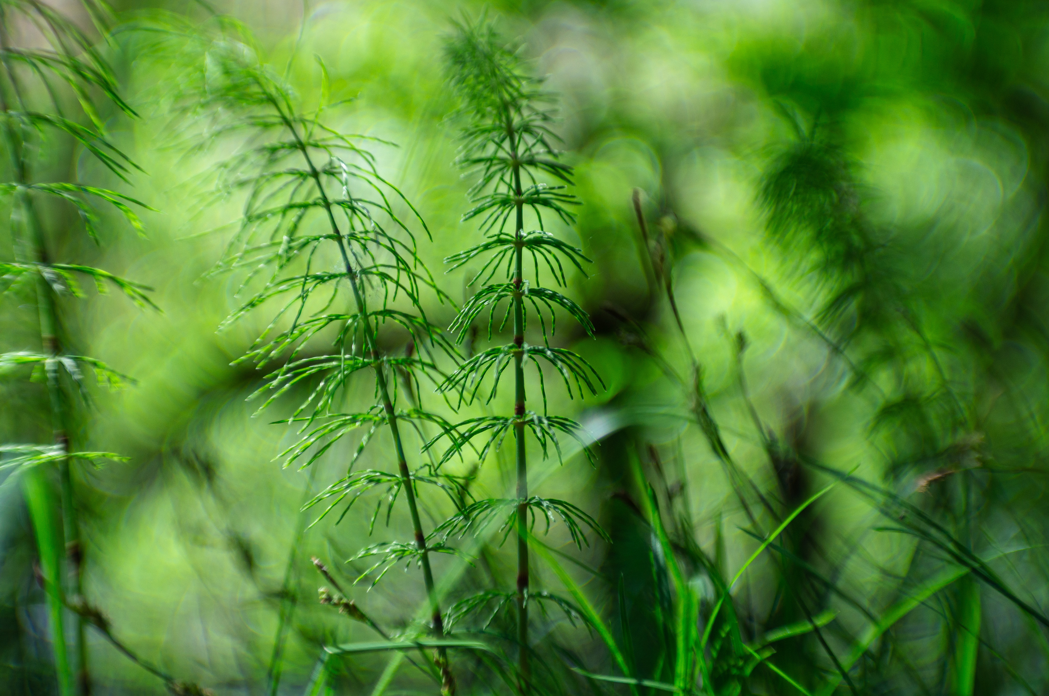 , Лофицкая Лариса