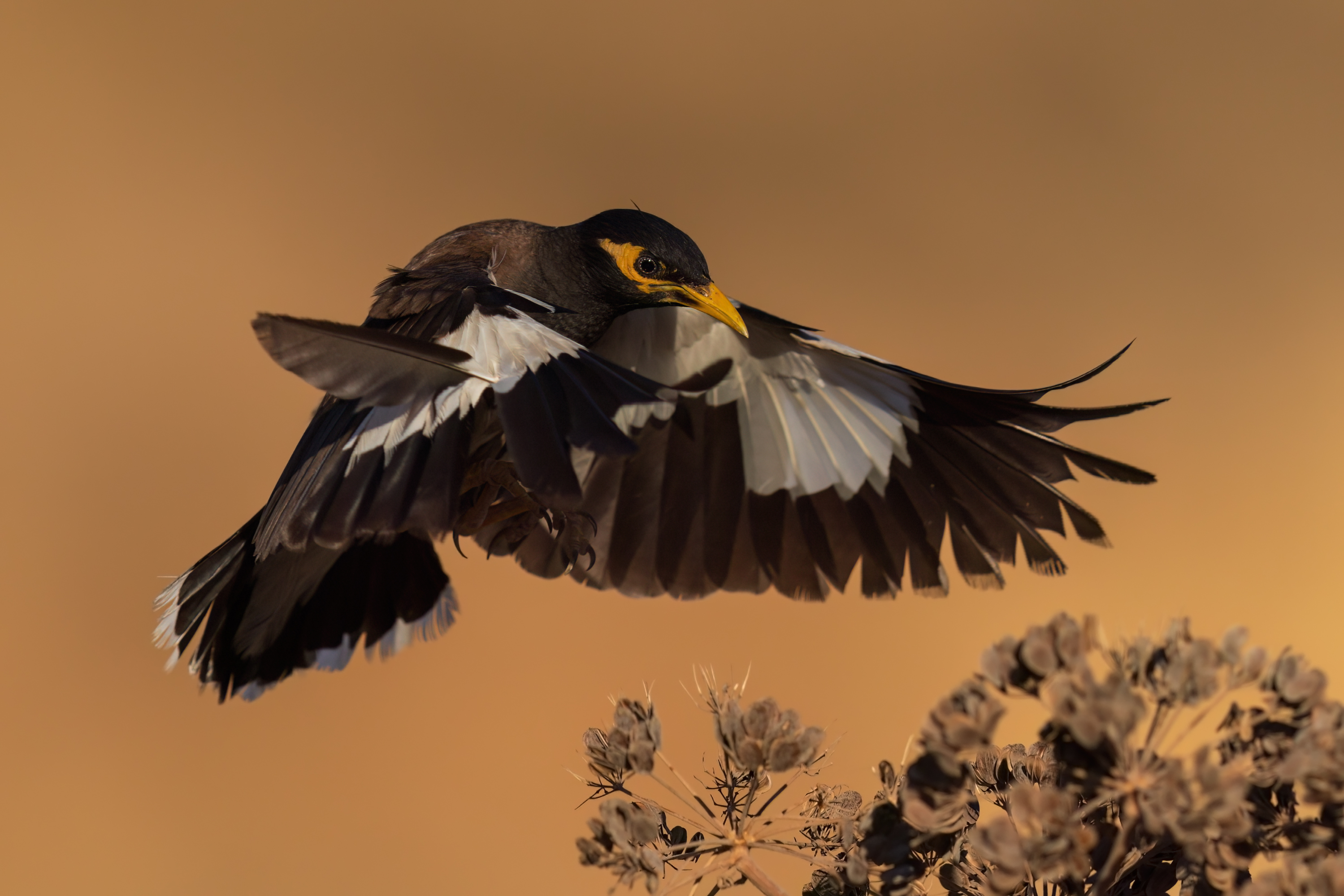 , Фруман Евгений