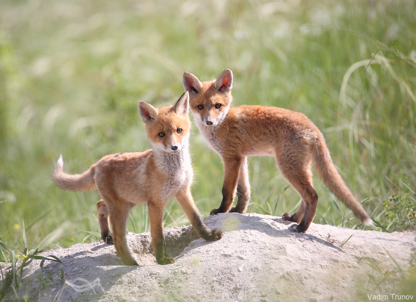 лисята, fox, Вадим Трунов