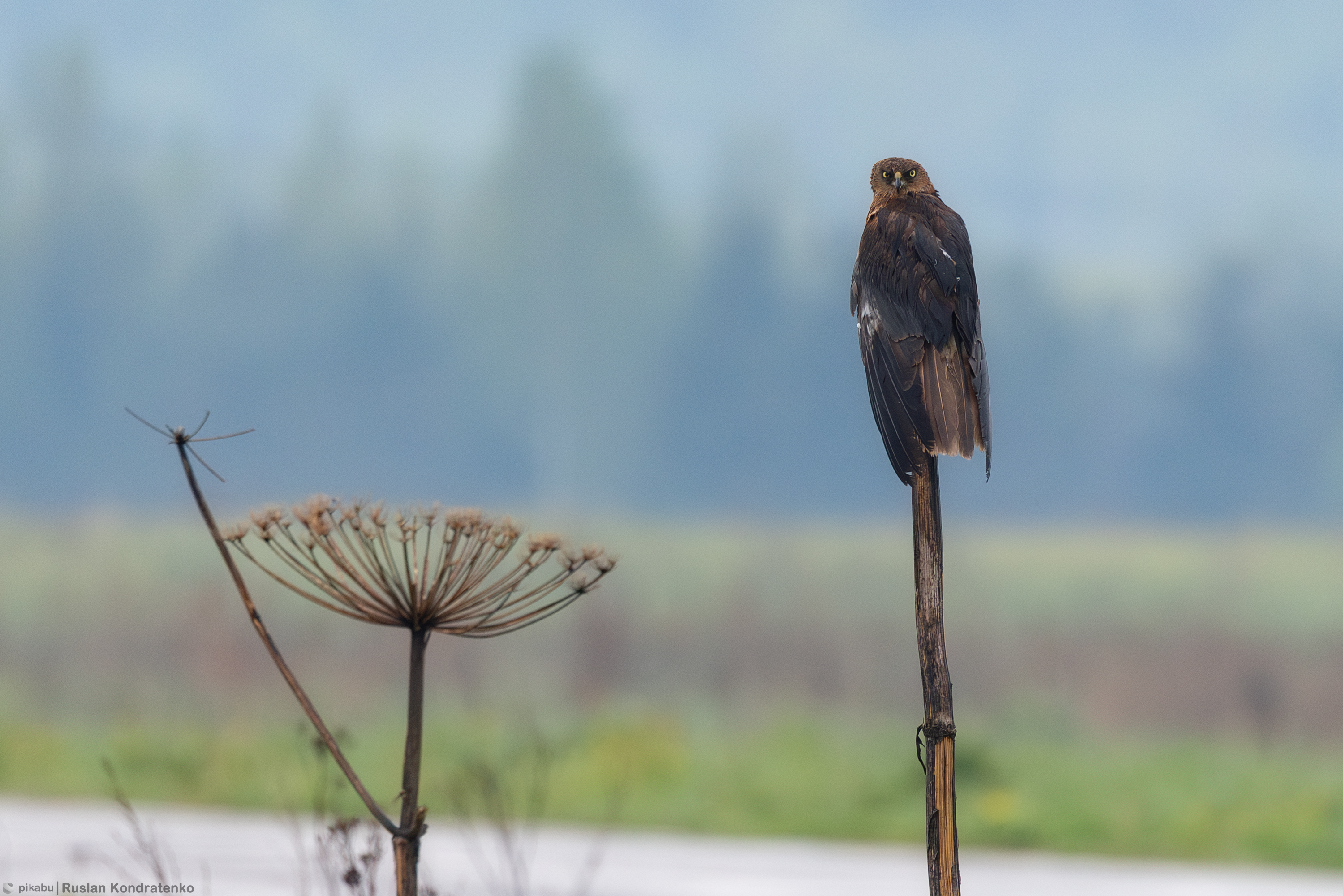 Болотный лунь, Кондратенко Руслан