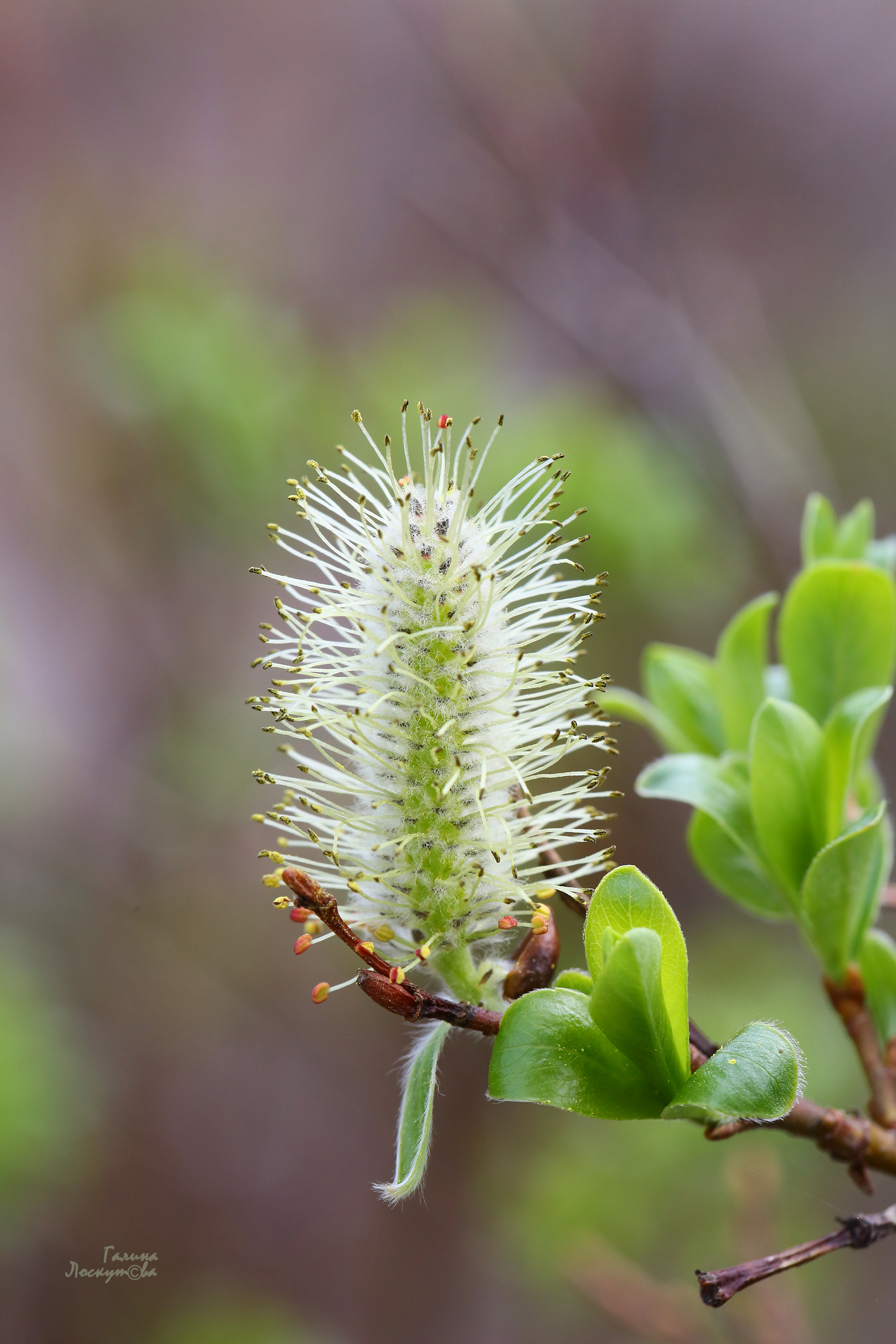 почка, ветка, весна, тычинки, Галина Лоскутова