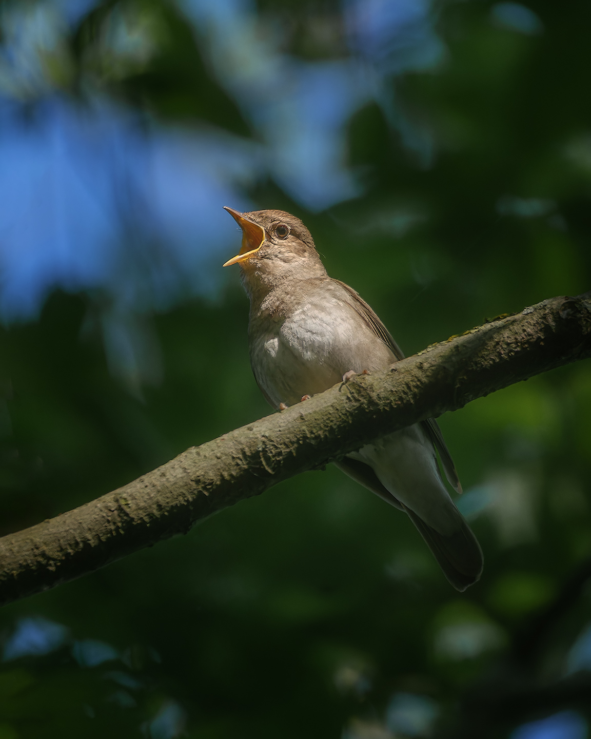 соловей, птички, фотоохота, Марголин Алексей