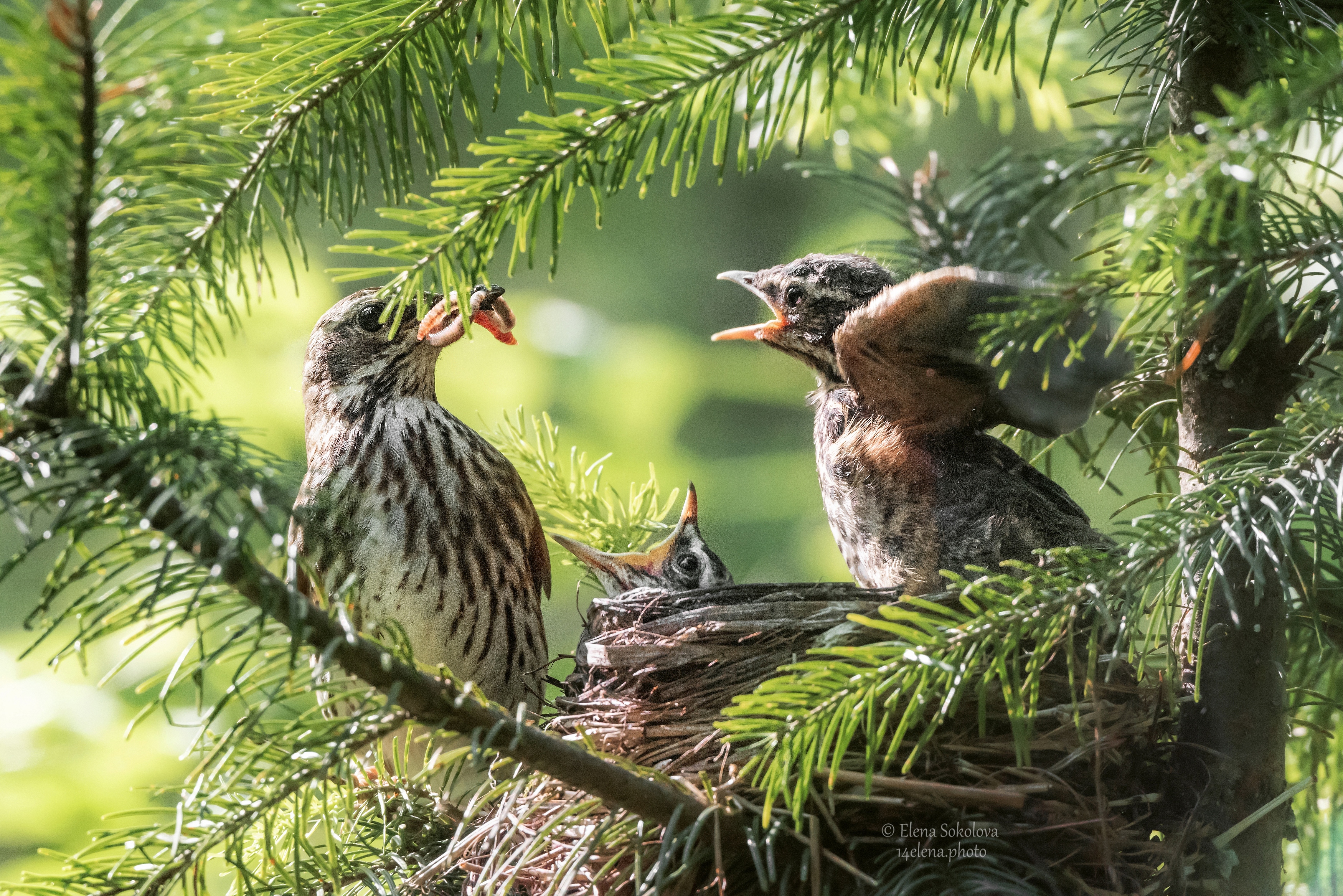 птенцы, дрозд, весна, гнездо, лес, Соколова Елена