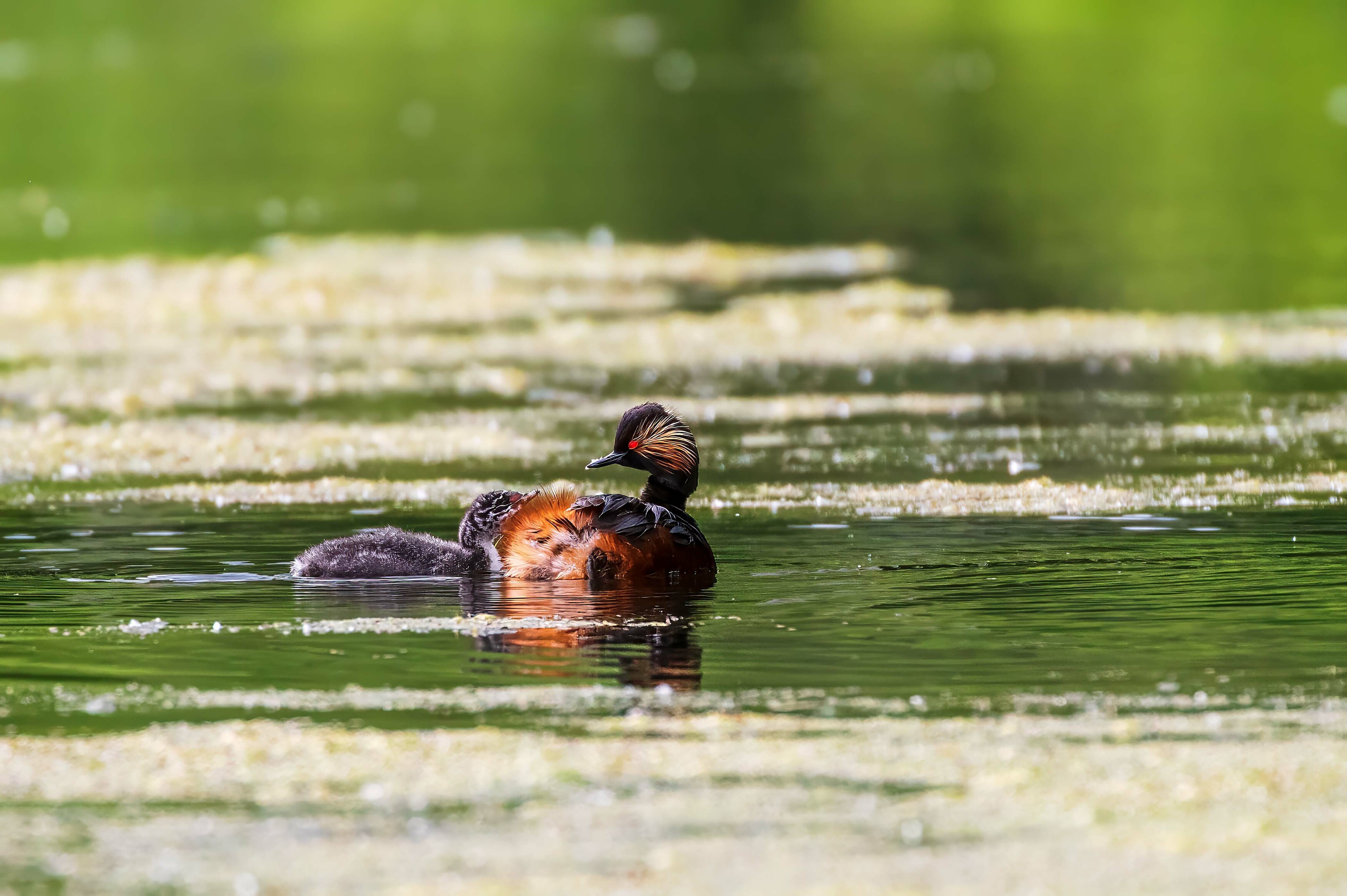 , Павел Ныриков