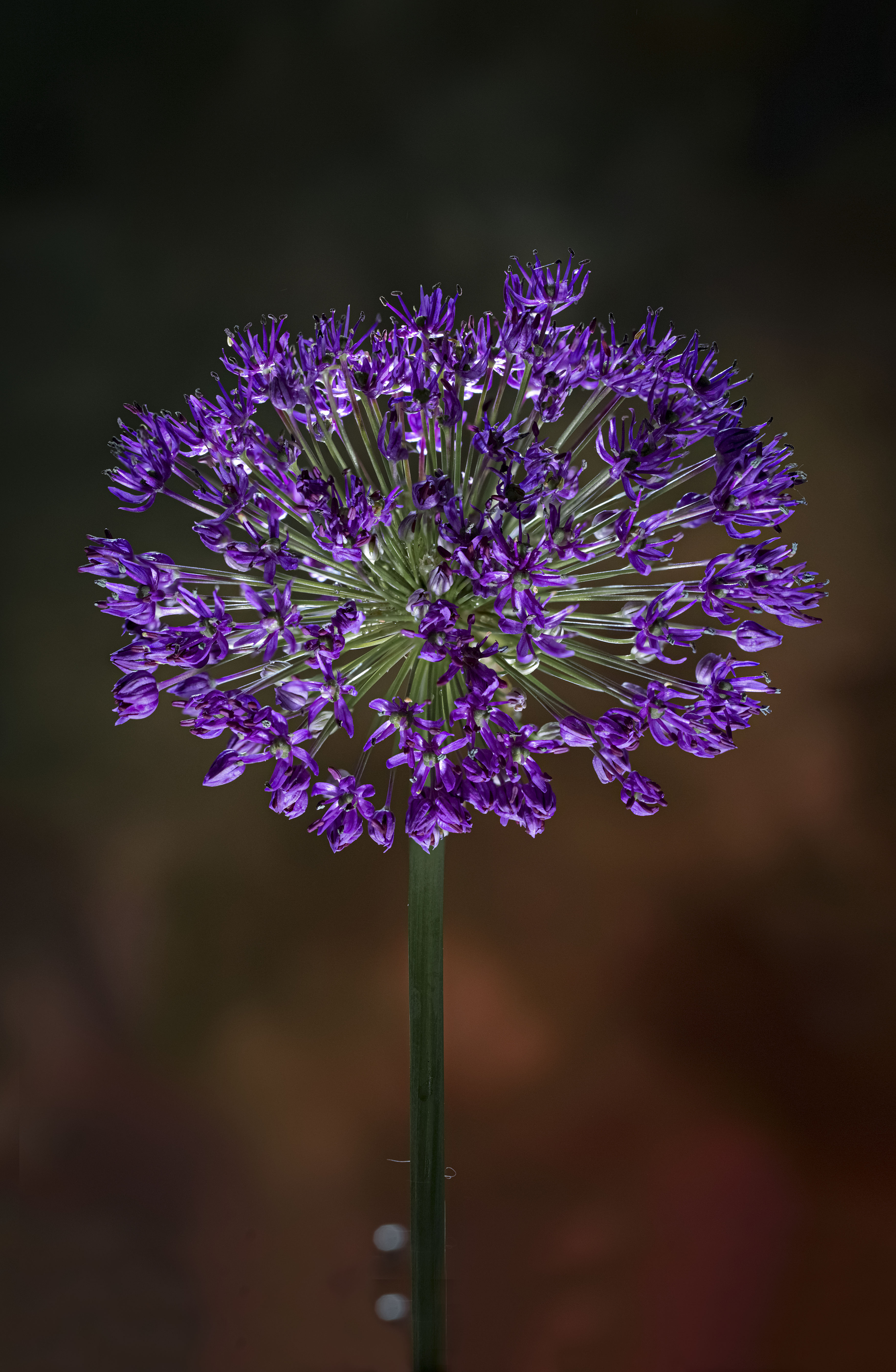 , Черновол Валентин