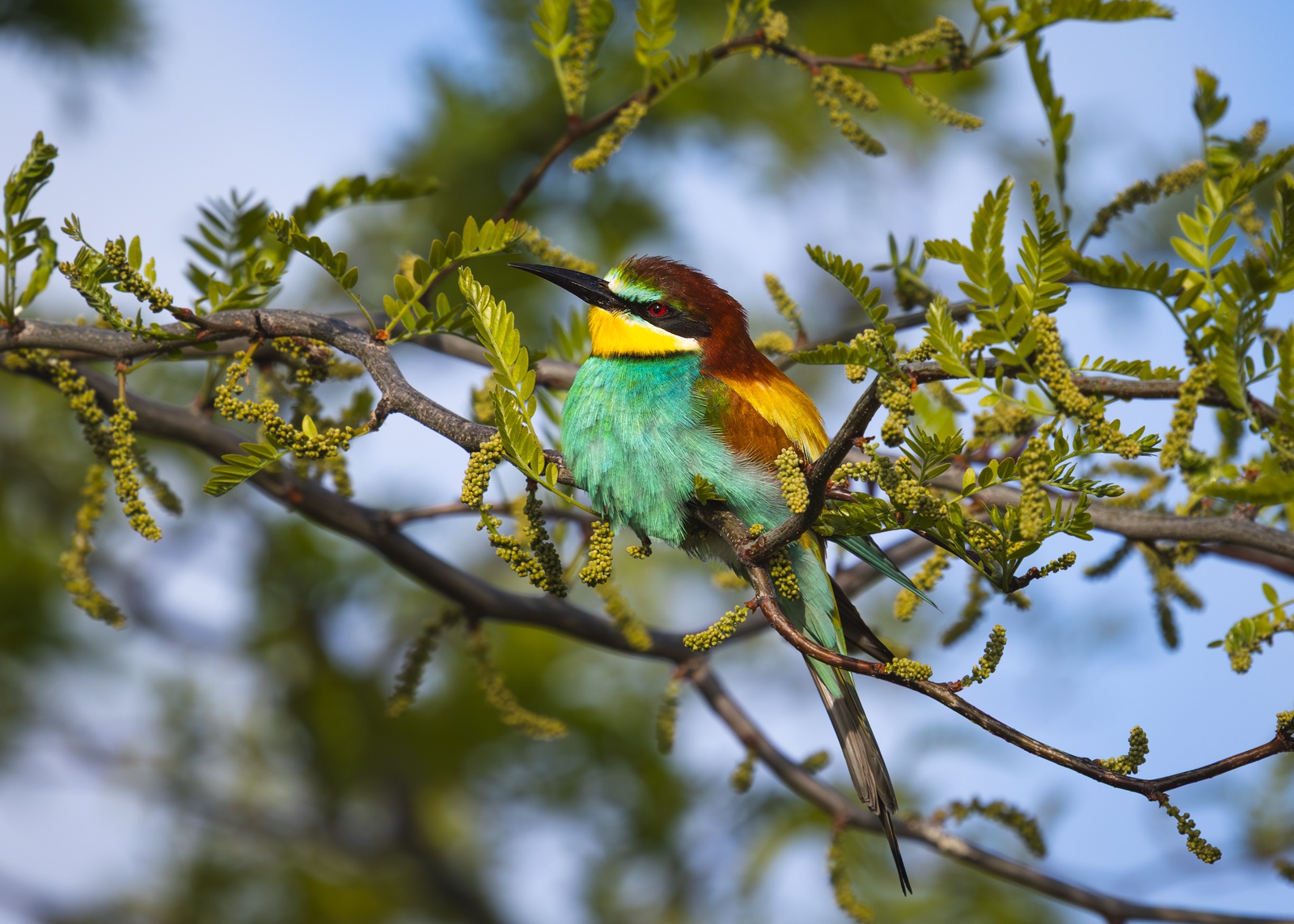 щурка, щурка золотистая, merops, merops apiaster, птицы, Римма Герасименко