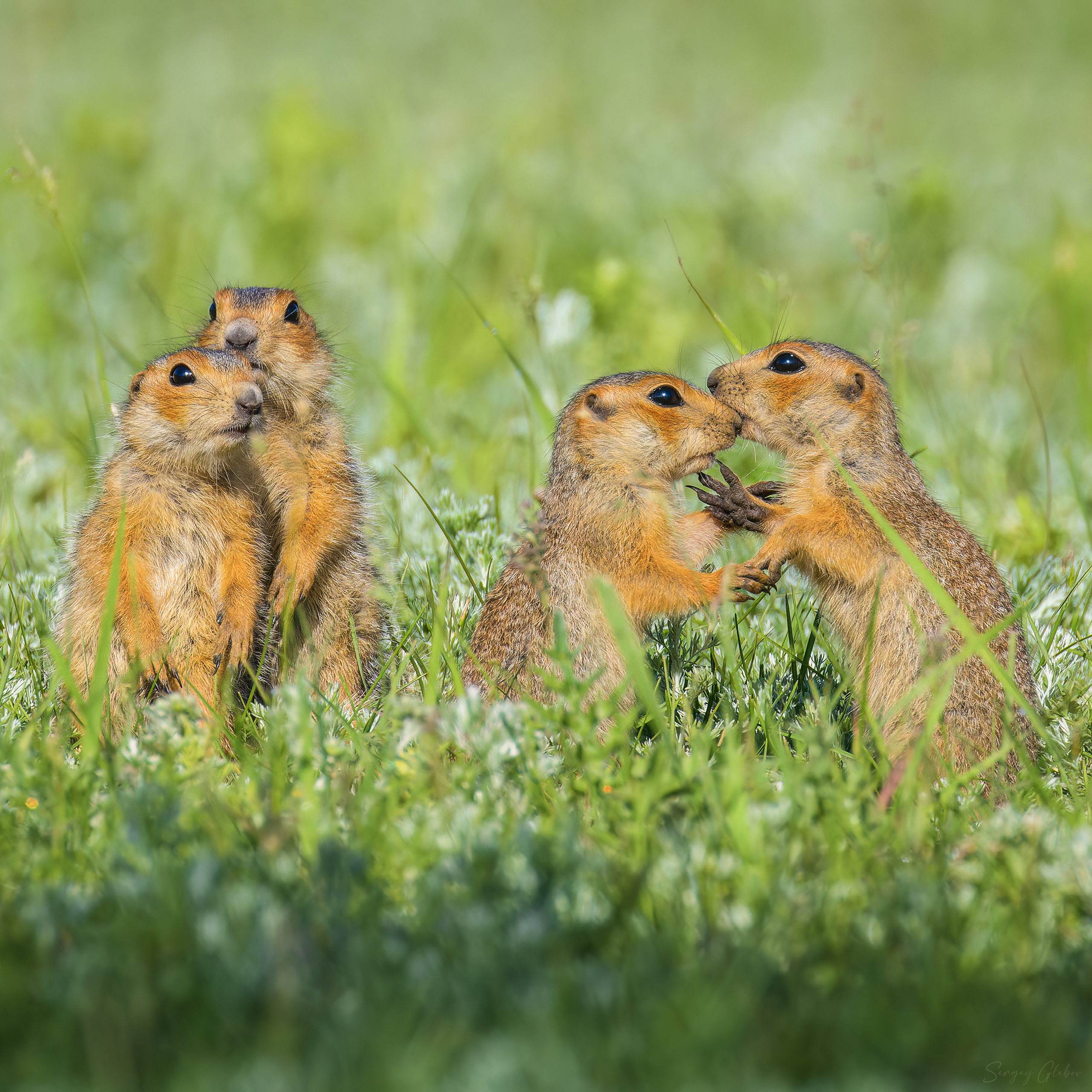 , Глебов Сергей