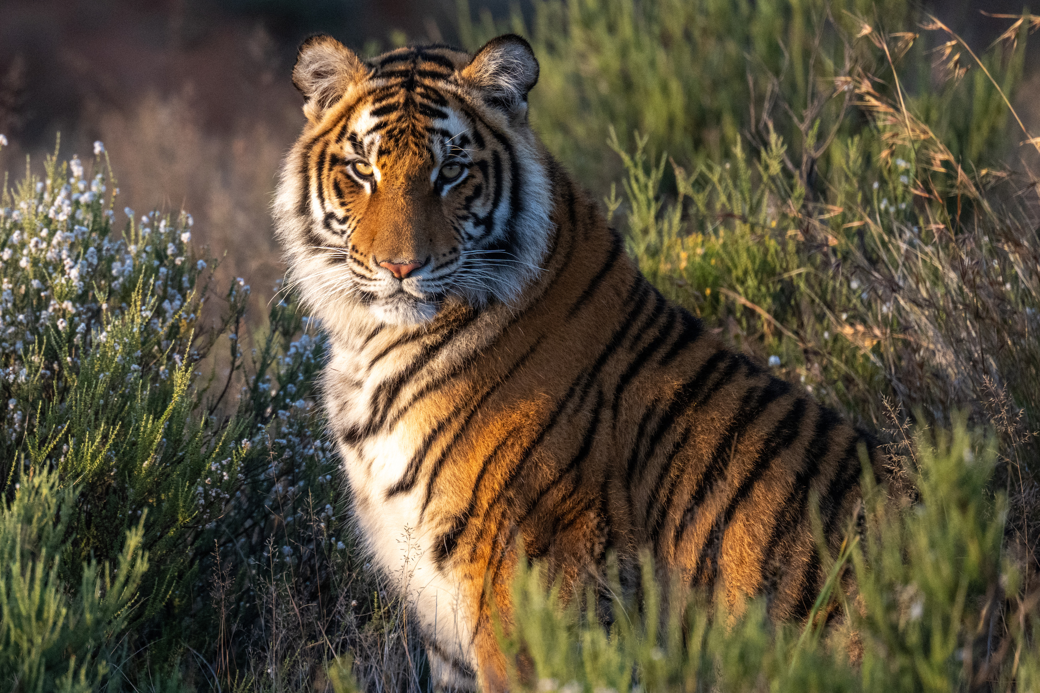 бенгальский тигр, Африка, ЮАР, Сулоев Алексей