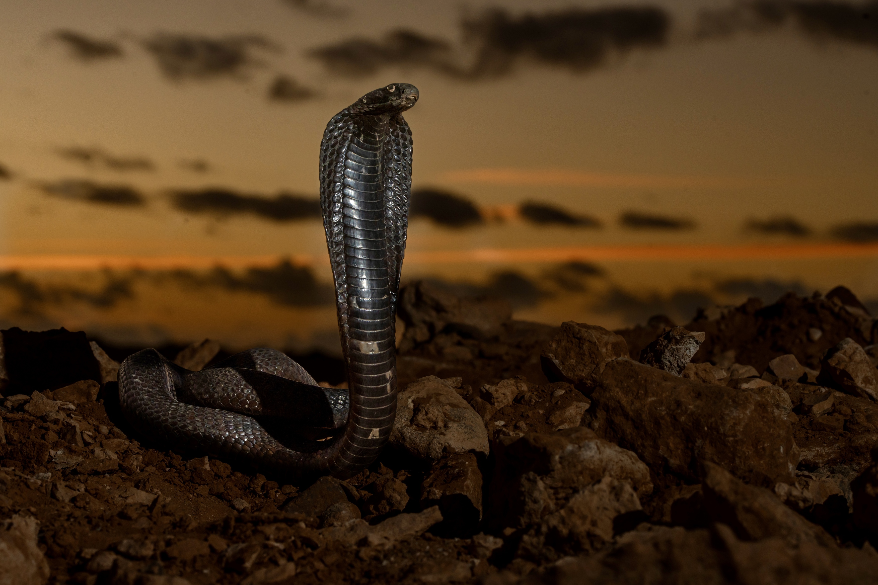 , Владимир Цветов