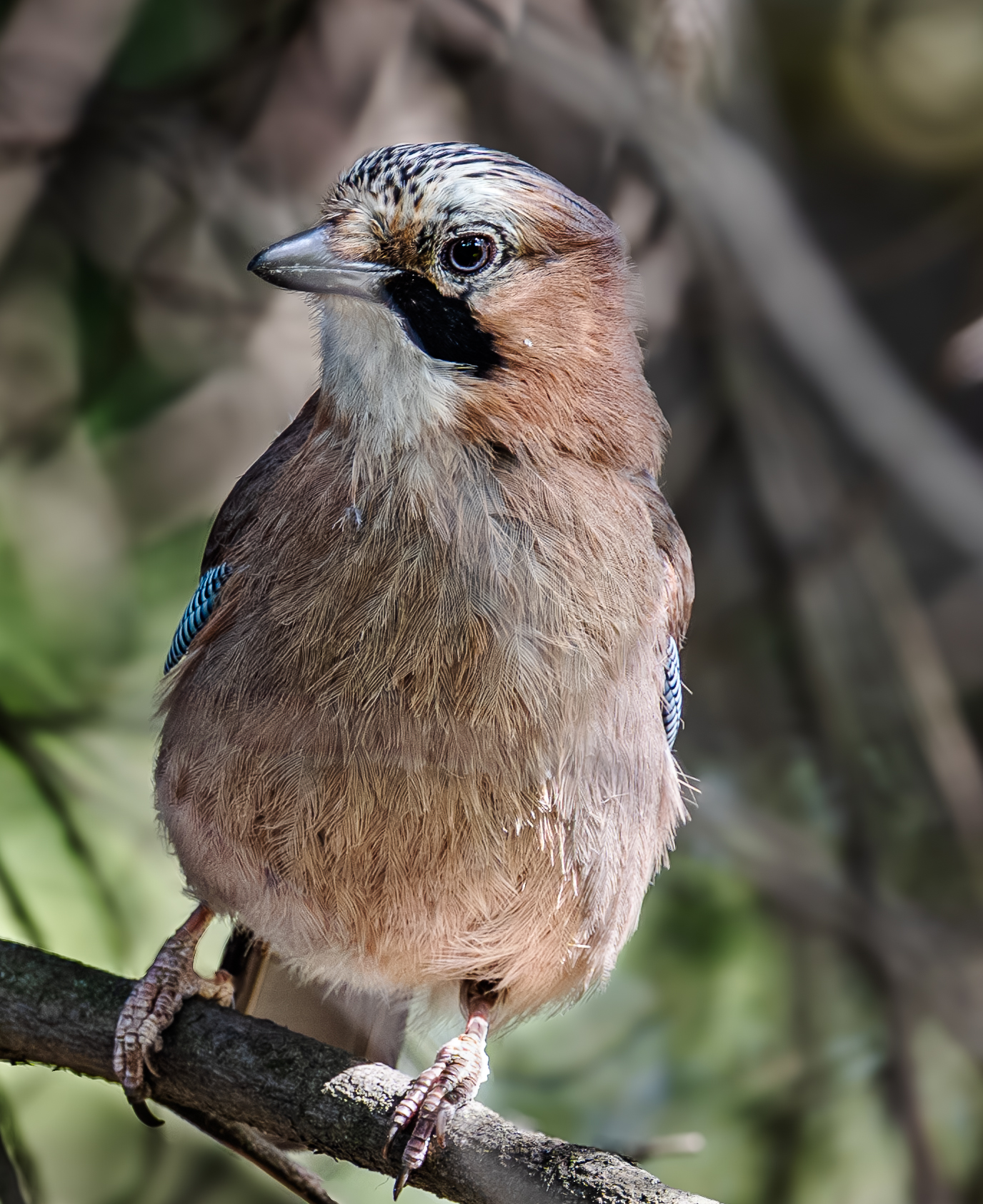 , Курлянцев Алексей