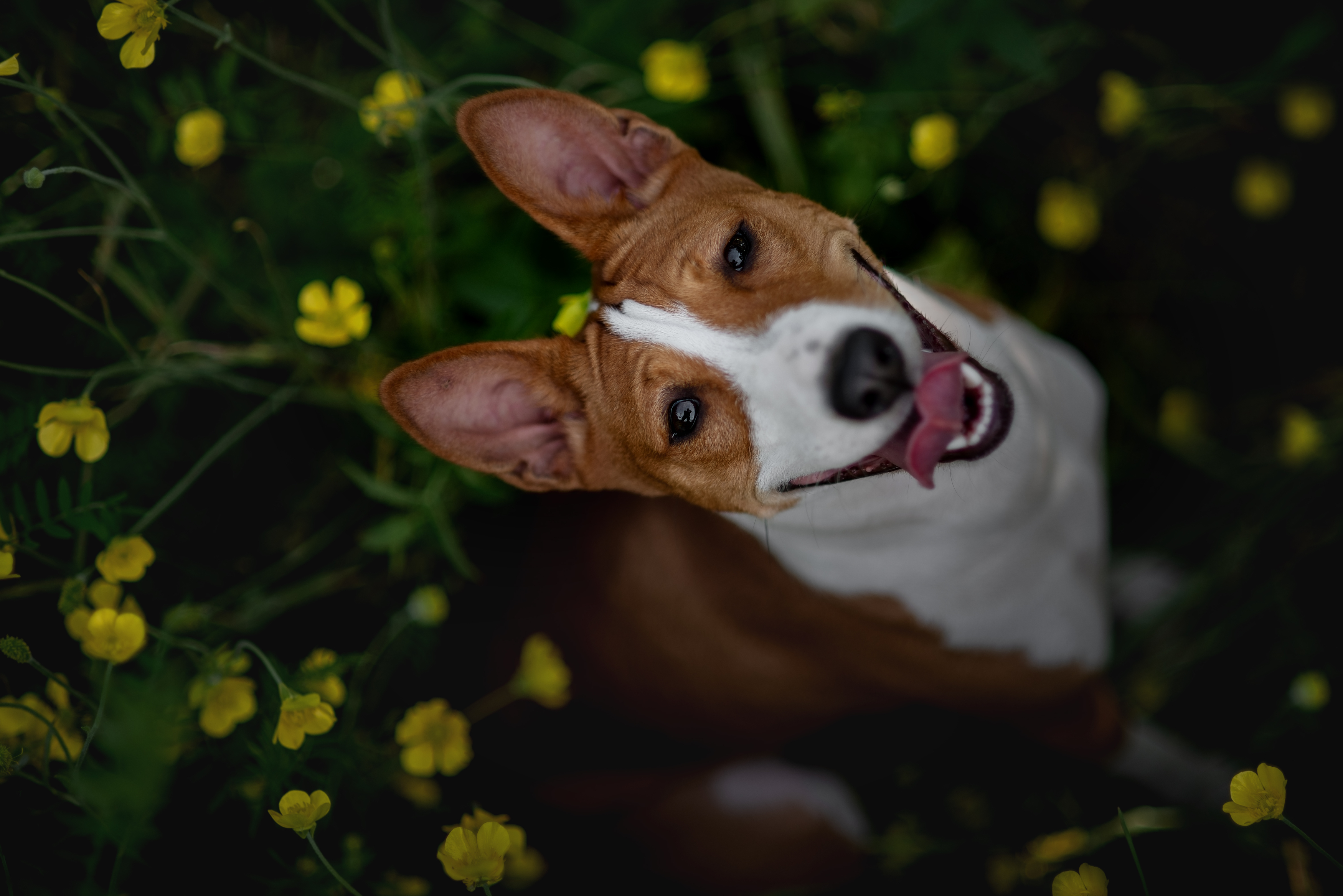 , Яна Кудлай