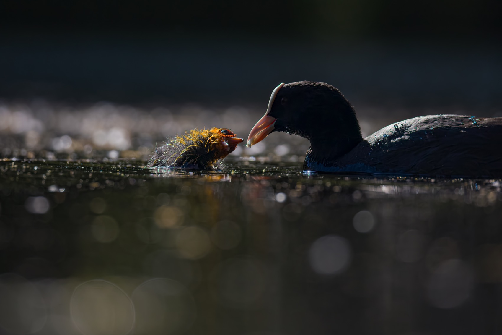 лысуха, птицы, птенец, Руслан Pl