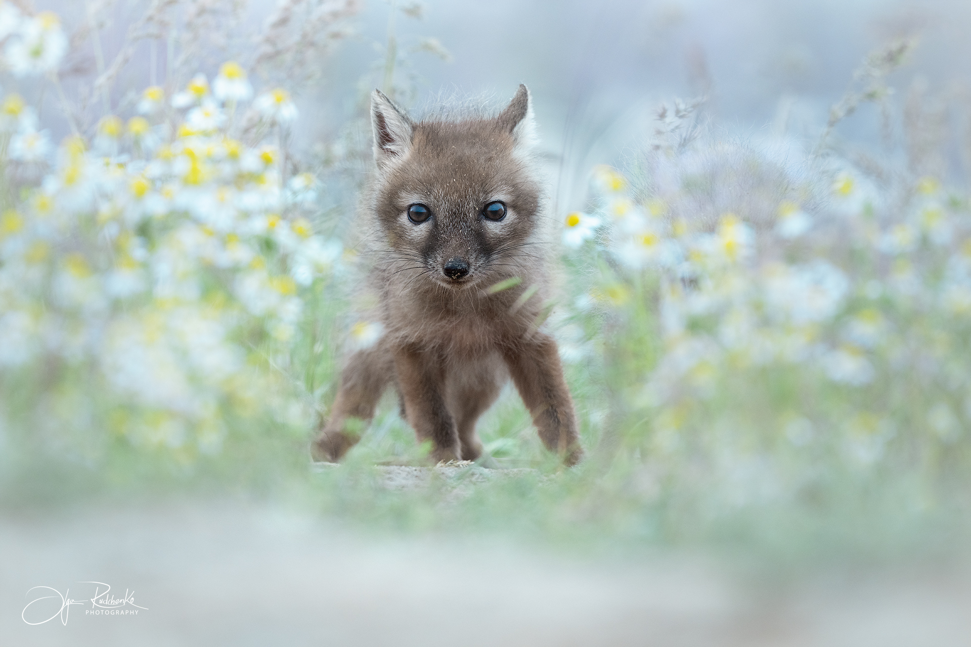 корсак, калмыкия, степная лиса, корсачонок, дикая природа, wildanimals, корсачата, vilpus corsac, corsac, Рудченко Ольга