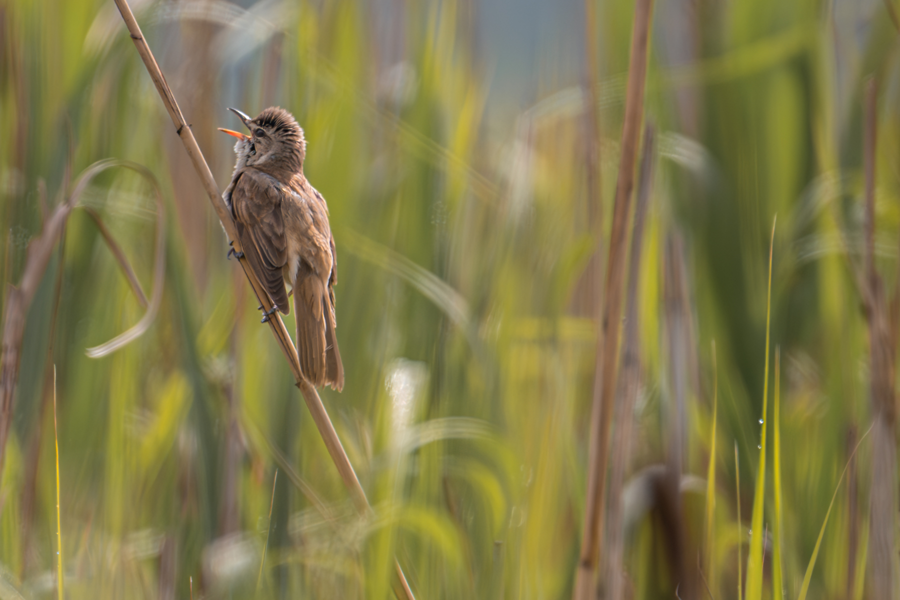 birds, nature, wildlife, Sajkovski Dejan