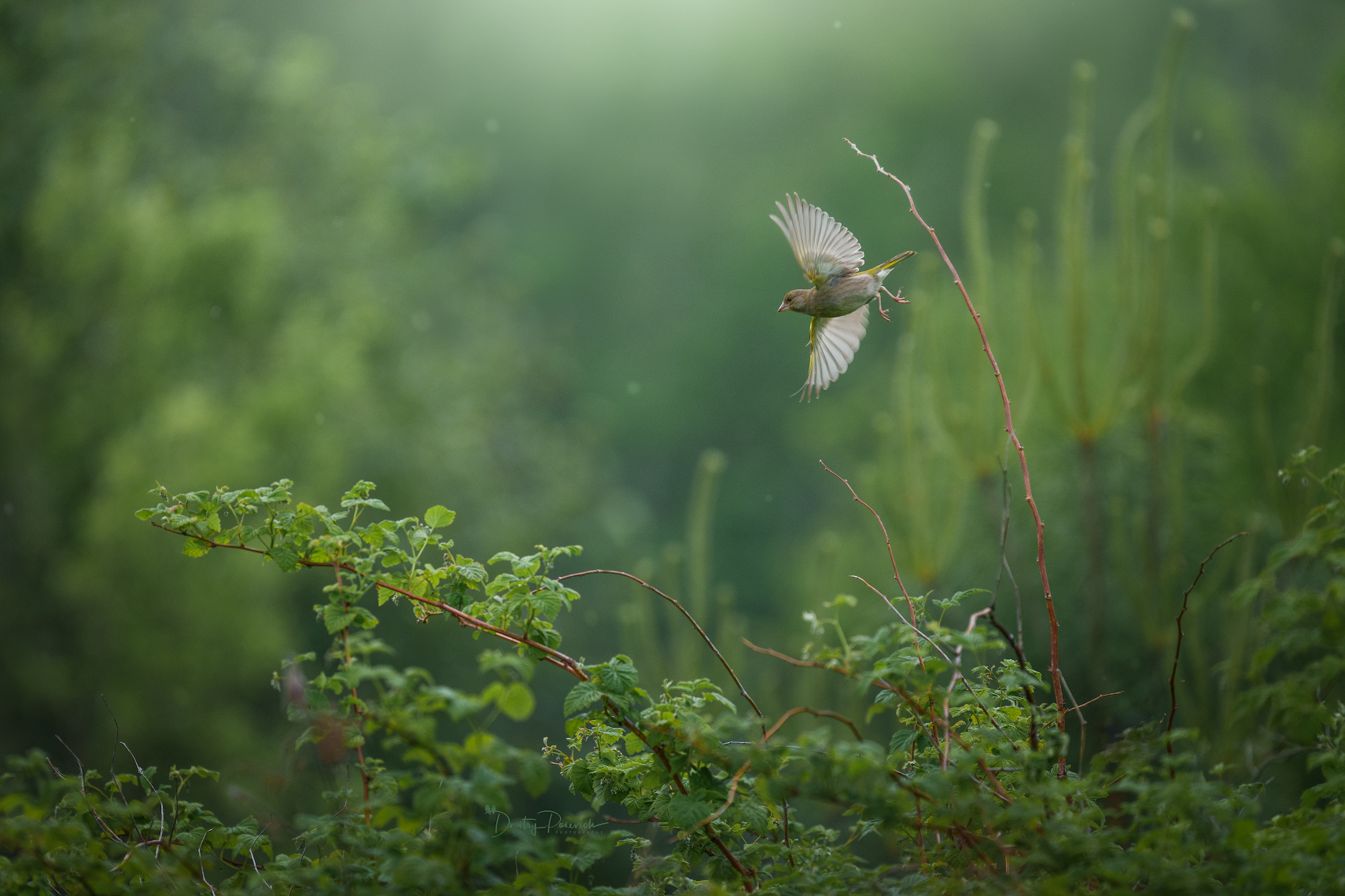 , Дмитрий Посевич