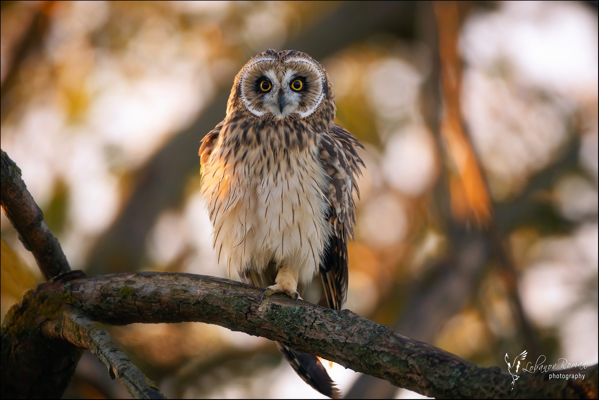 , Лобанов Роман