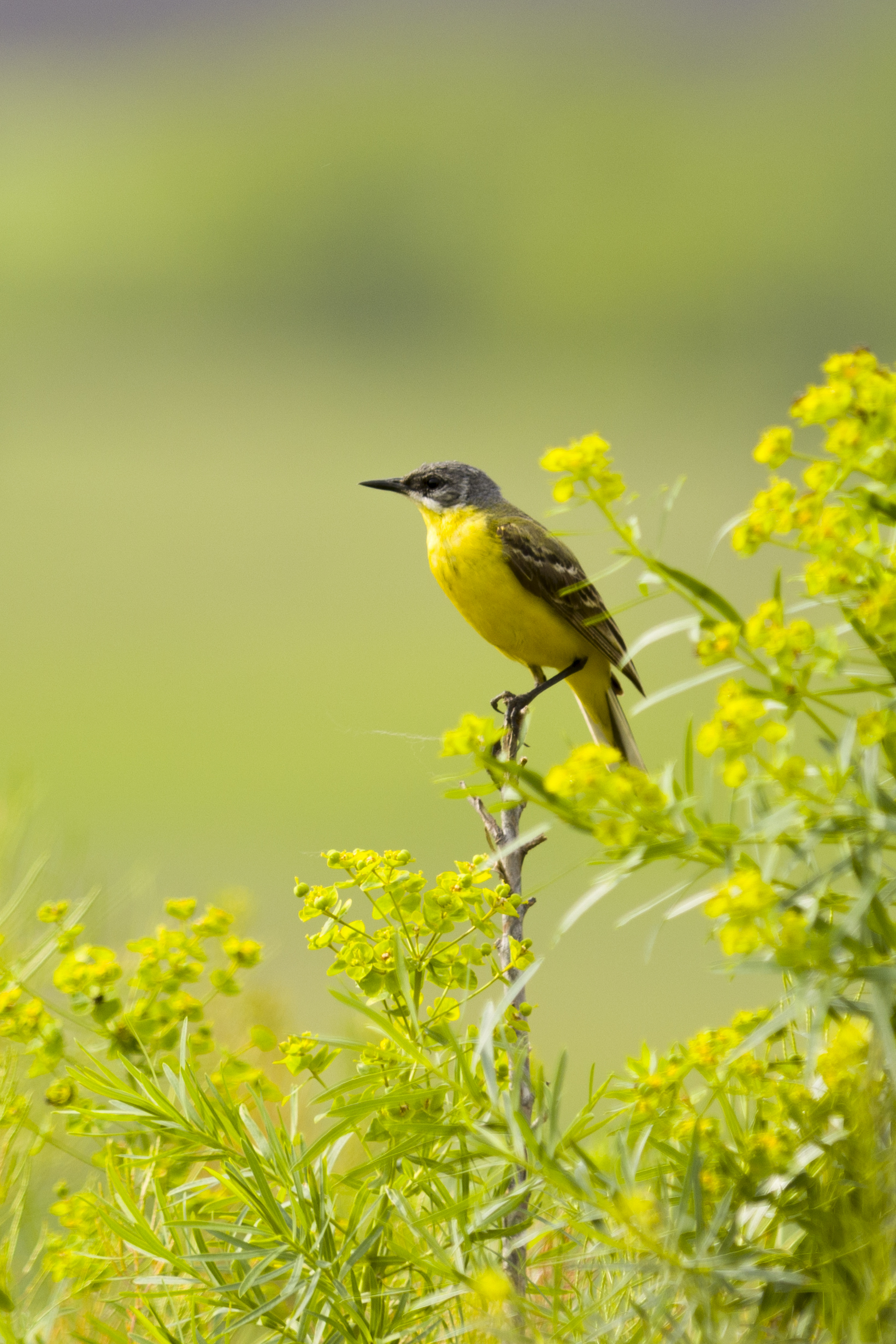 природа, Валерий Черняк