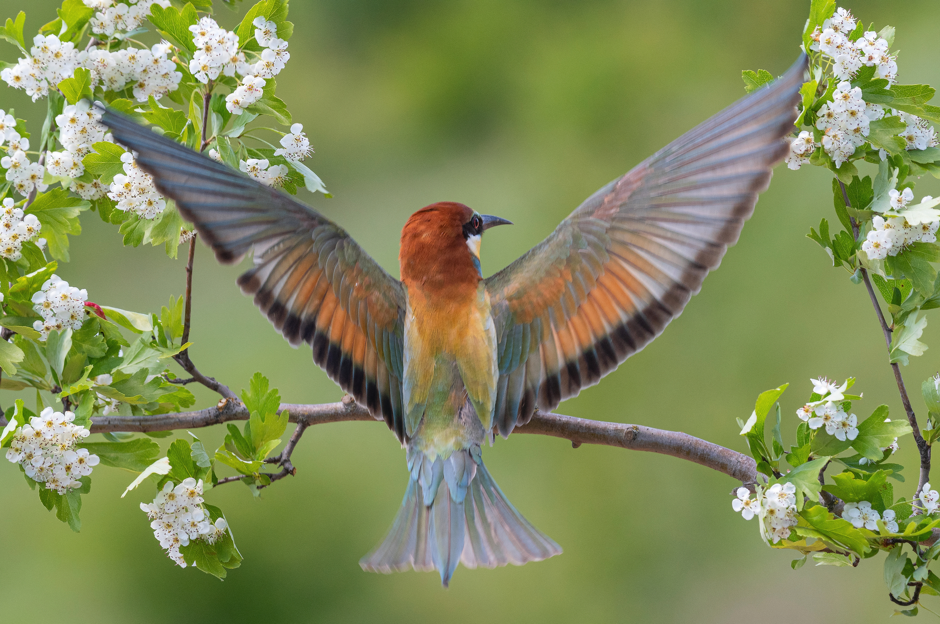 щурки, птицы, весна, лето, фотоохота, Сигушин Руслан