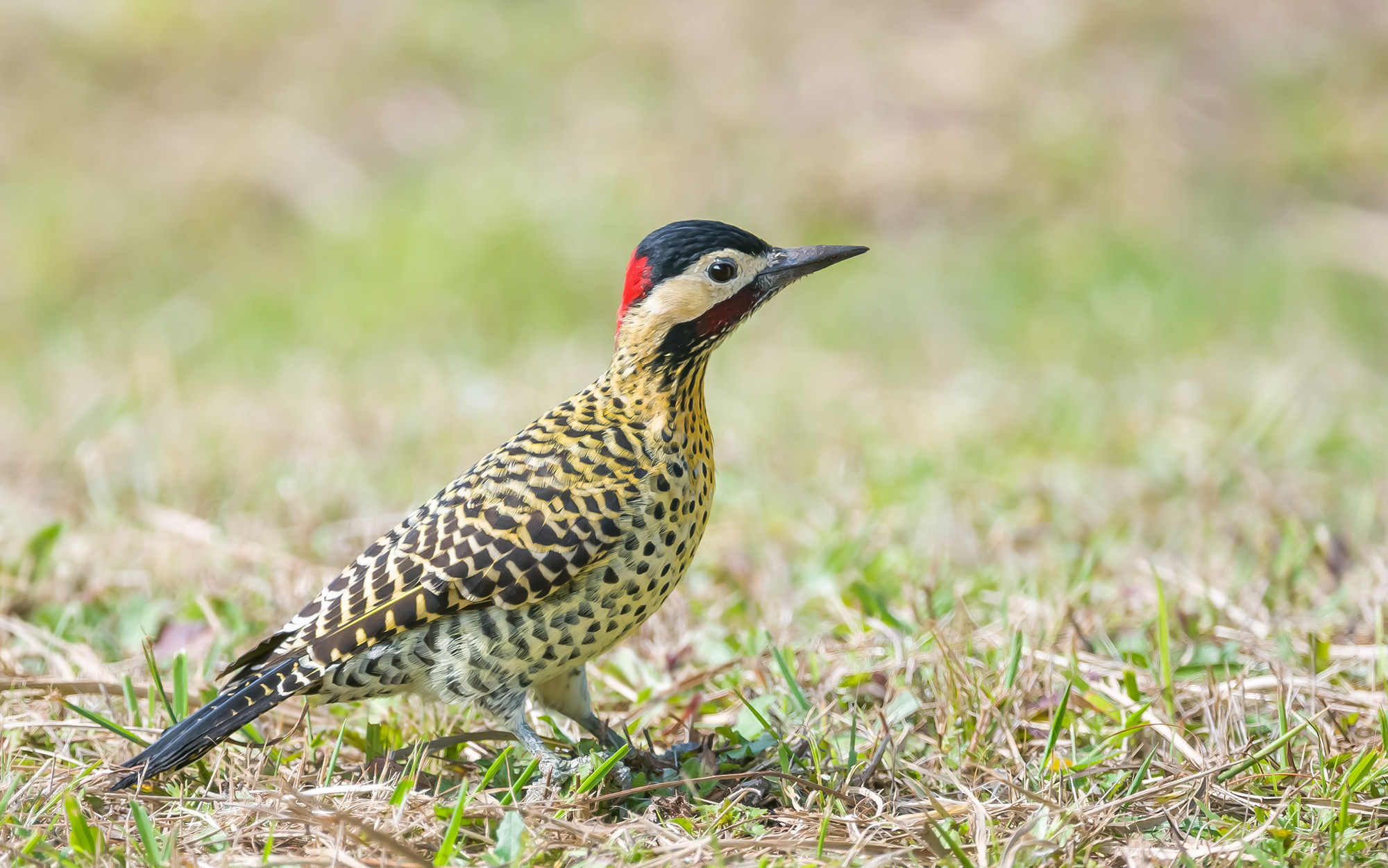 , Андрей Алексеев