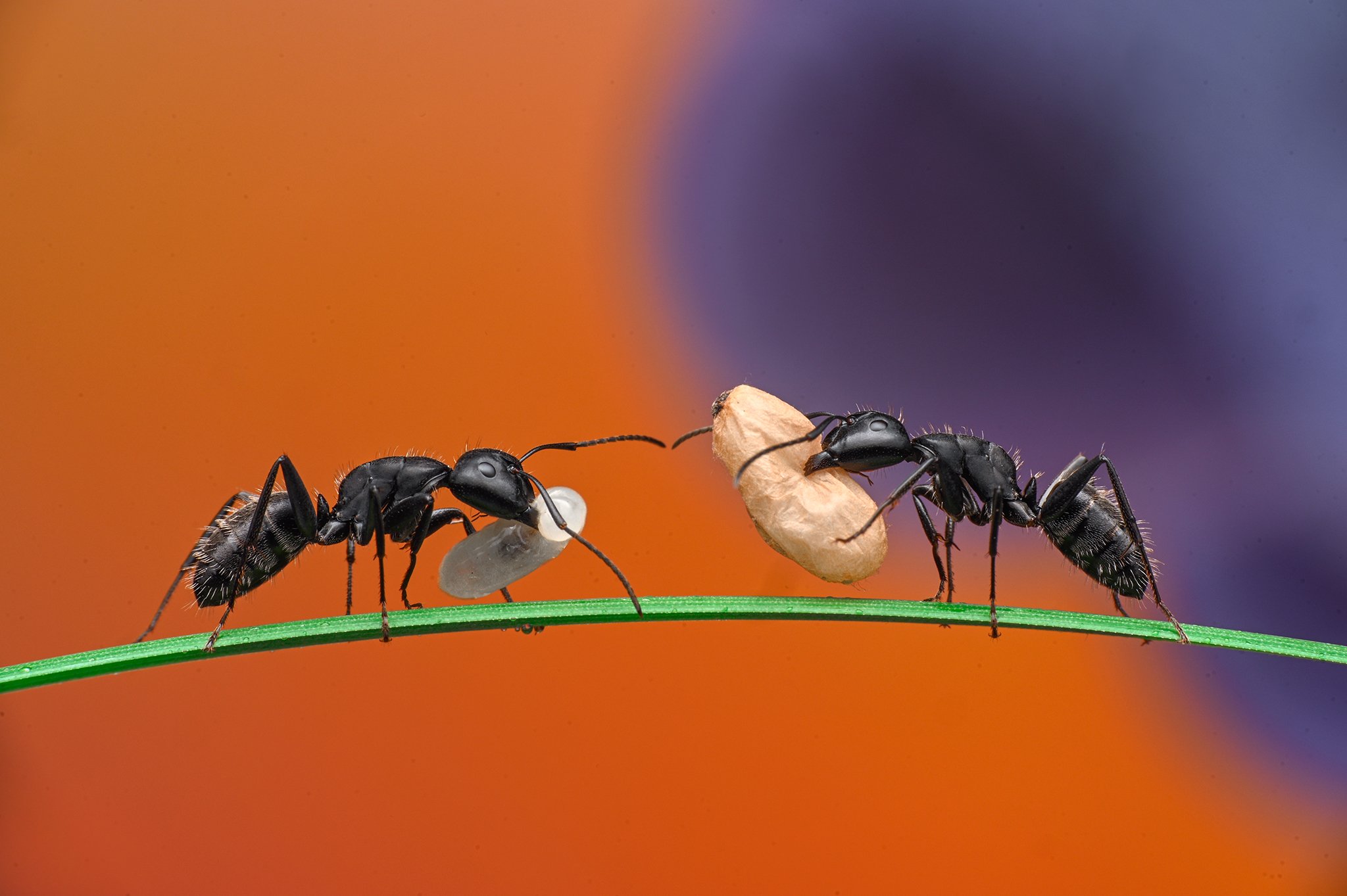 ceclii, macro, Ganev Tsvetan