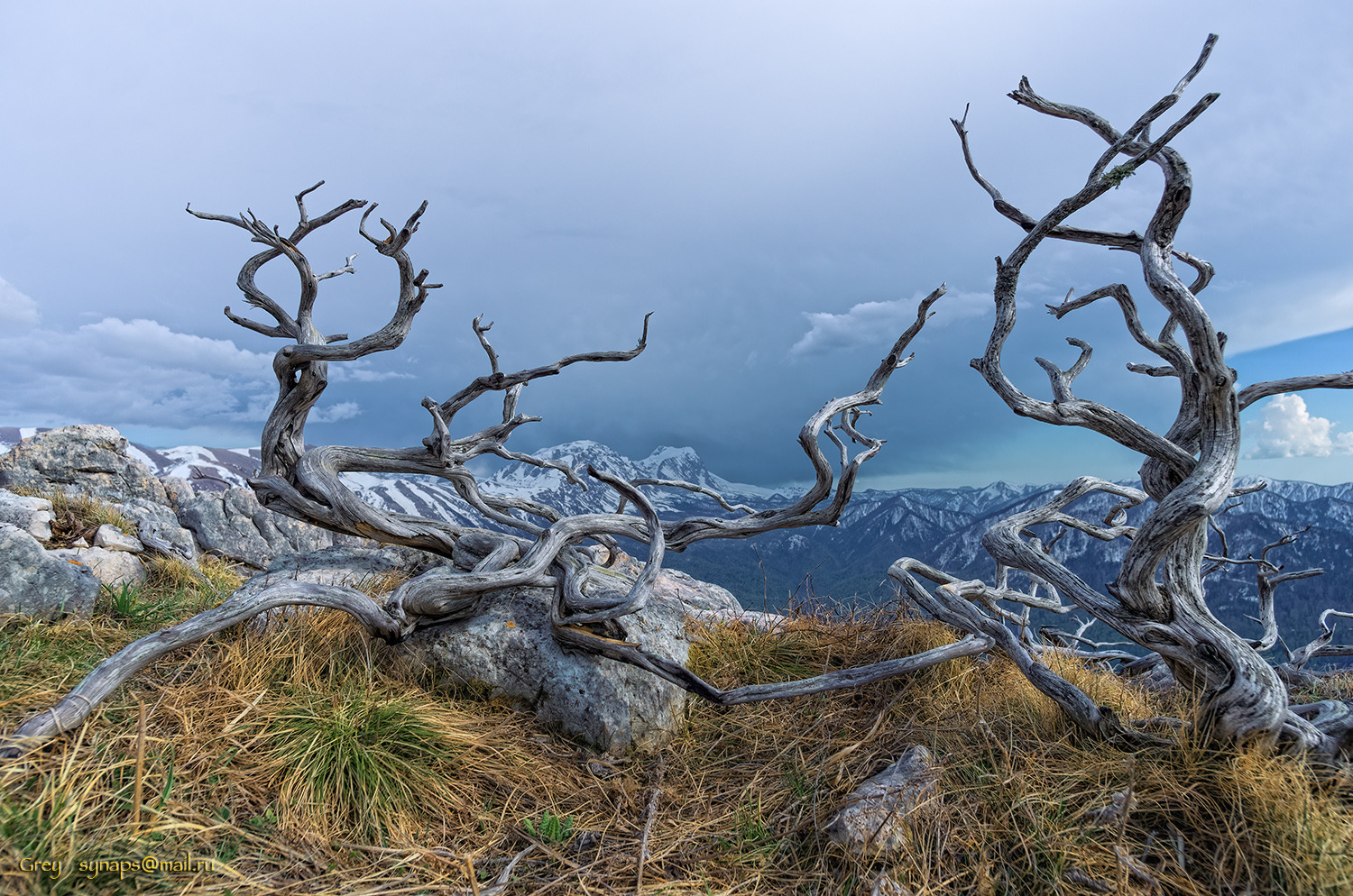 черногор можжевельник горы фишт скалы, Сергей Павлов