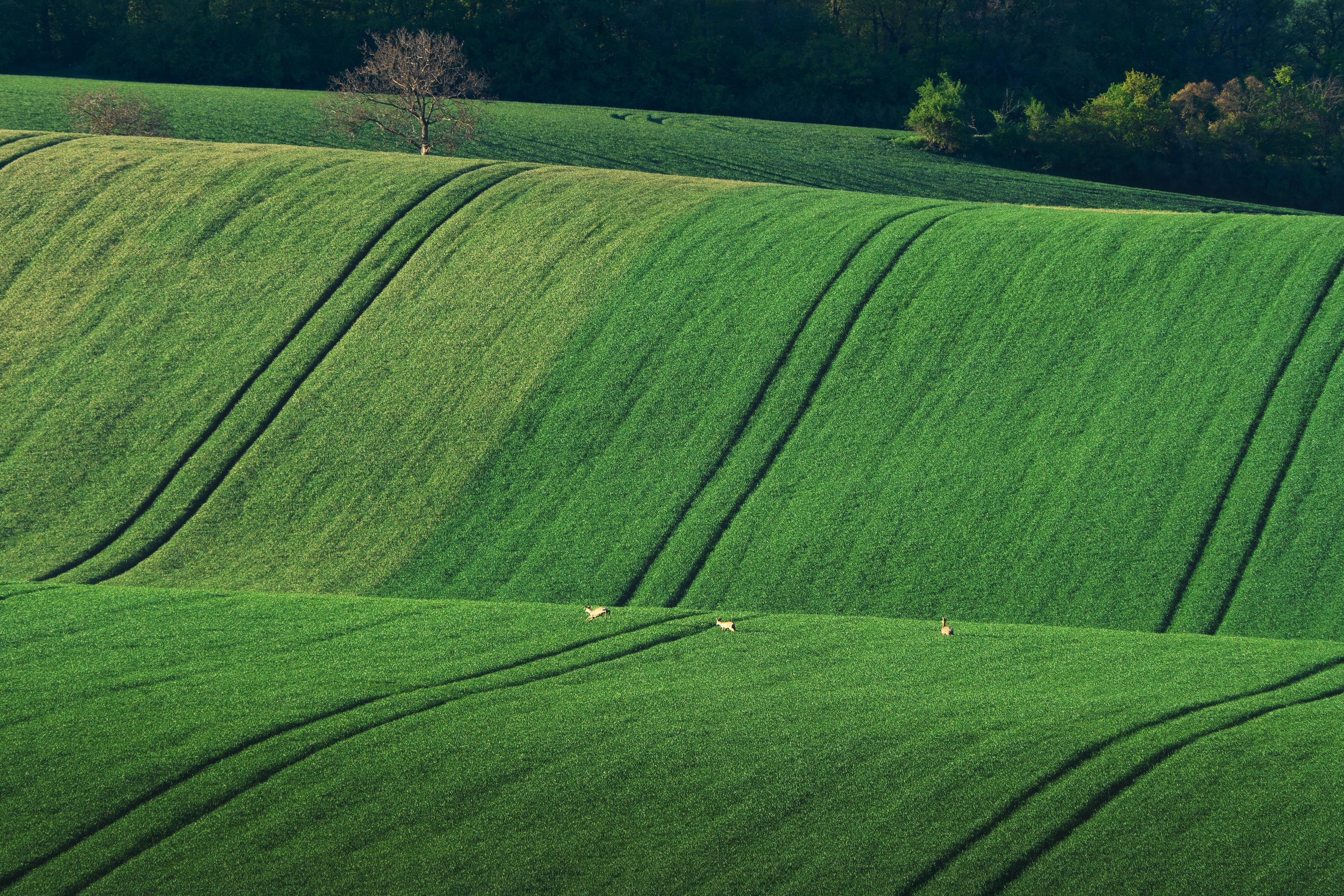 , Шимаковский Юрий