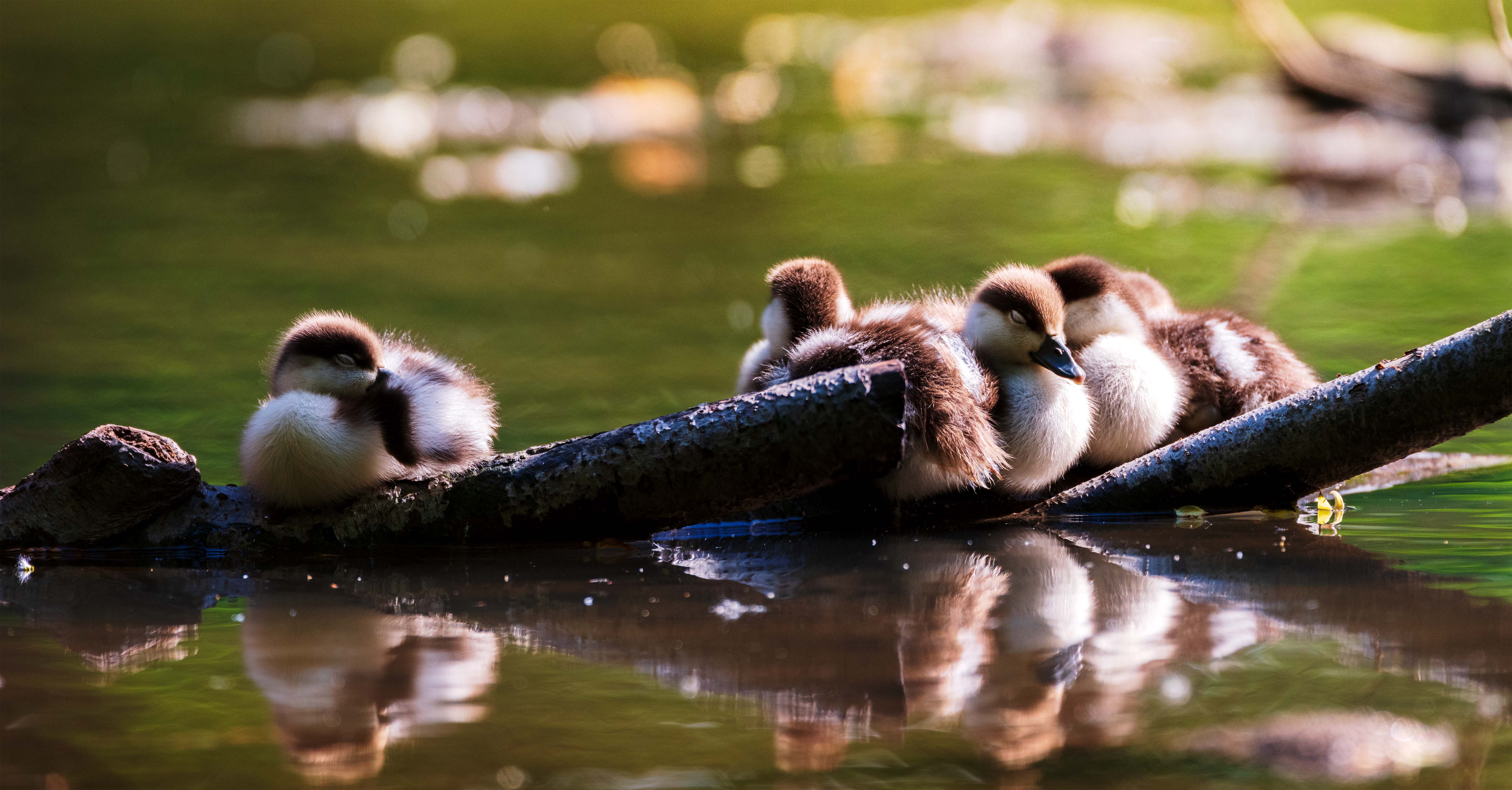 , Павел Ныриков