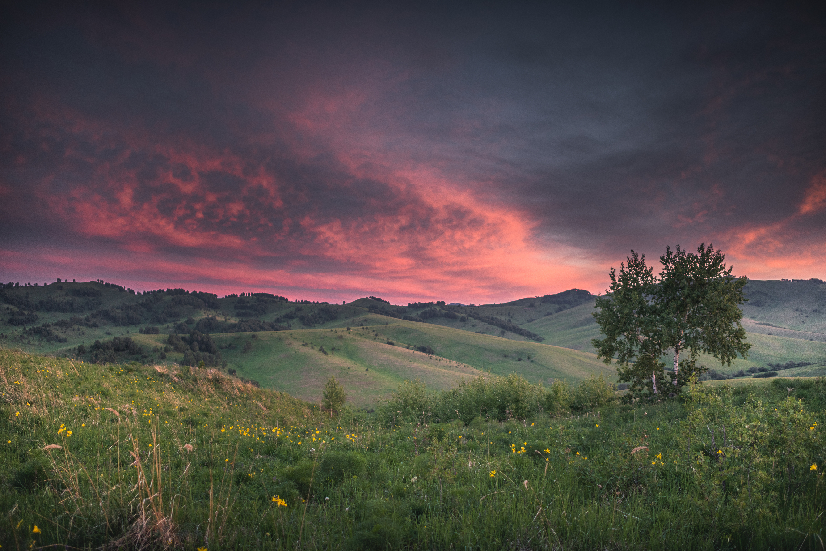 Алтай, горы, холмы, поля, дерево, закат , Denis Koshkin