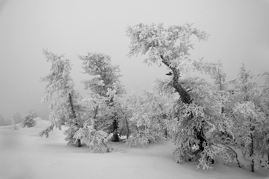 Природа, зима, серый мартовский день, туман, дымка, снег, иней, монохромное изображение, деревья, Южный Урал, Александр Кожухов