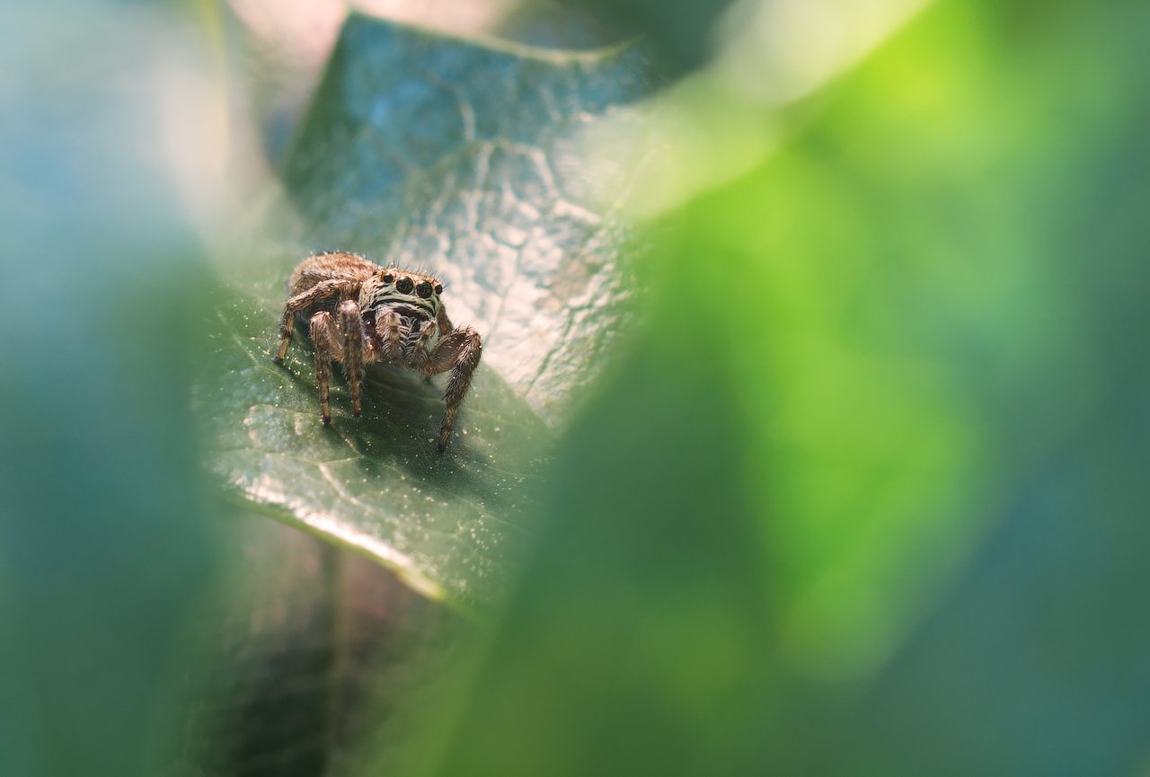 макро, паук, скакун, spider, nature, Дмитрий