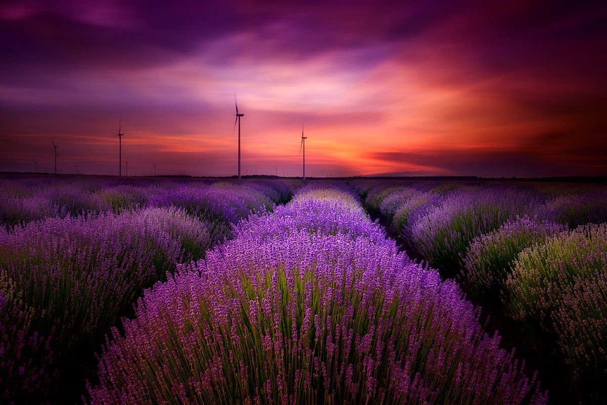 lavender, sunset, bulgaria, purple, sky, clouds, Albena Markova
