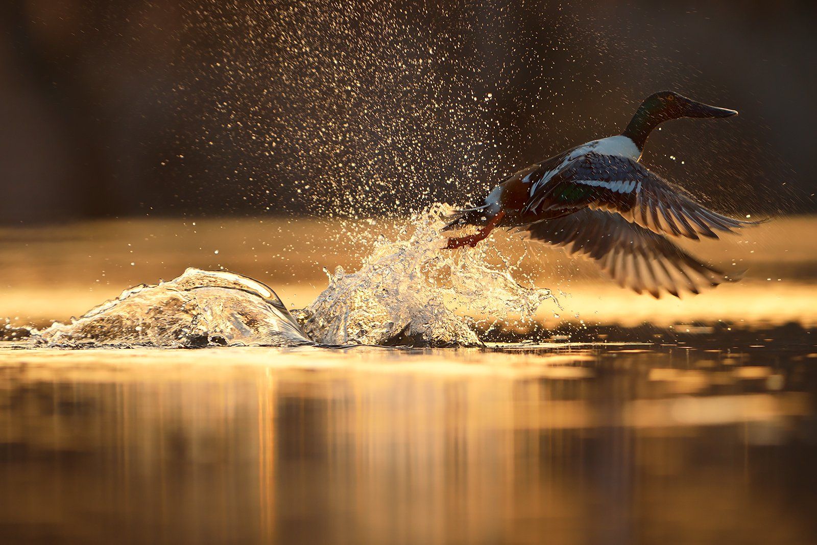 bird photography, northern shoveler, wildlife, утка, широконоска, Radoslav Tsvetkov