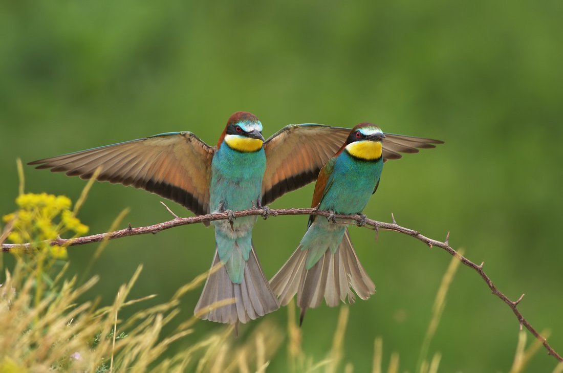 european bee-eater, merops apiaster, пчелояд, пчелоядщуркаmerops apiastereurop, щурка, Евгени Стефанов