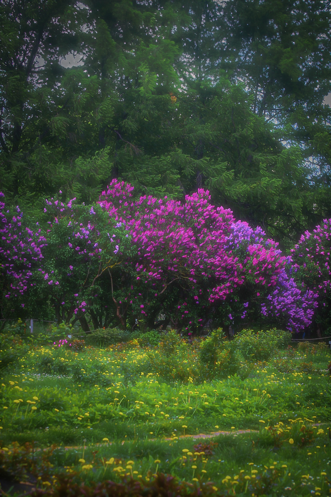 пейзаж, landscape, nature, природа, весна, spring, сирень, цветы, flowers, Julia Kaissa