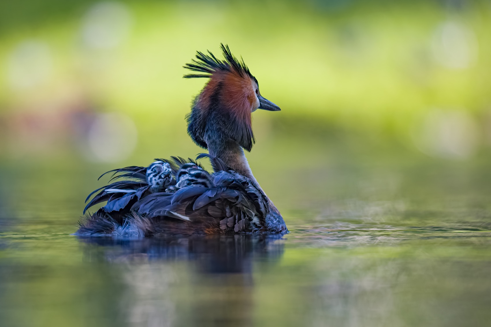 поганка, большая поганка, птенцы, чомга, птицы, Руслан Pl